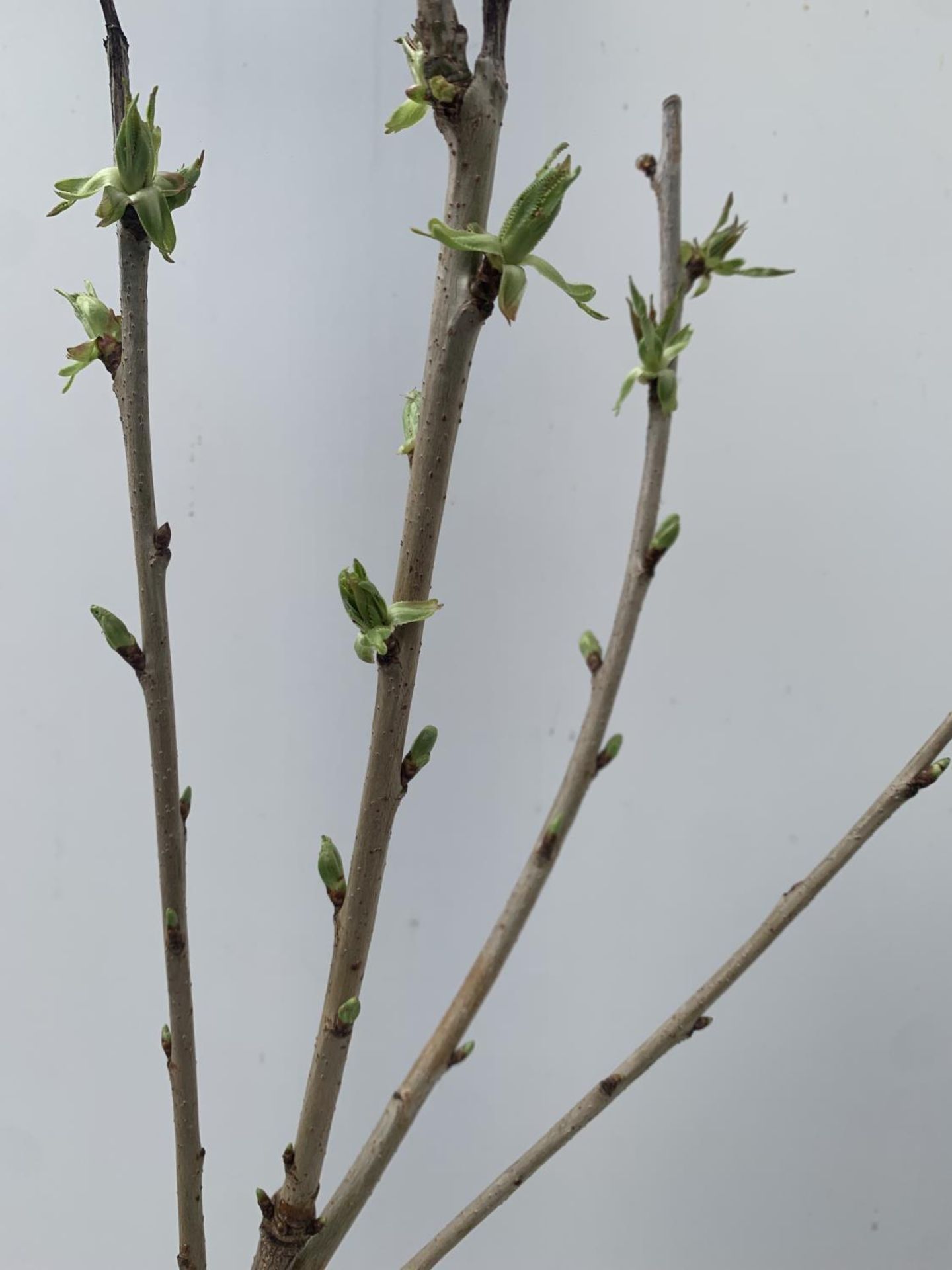 ONE FRUITING CHERRY TREE PRUNUS AVIUM 'REGINA' APPROX 120CM IN HEIGHT NO VAT IN A 5LTR POT - Image 6 of 8