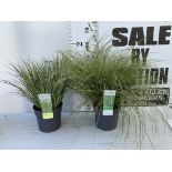 TWO HARDY AND EVERGREEN GRASSES CAREX BRUNNEA AND ACOURAS GRAMINEUS IN 3 LTR POTS 60CM TALL PLUS VAT