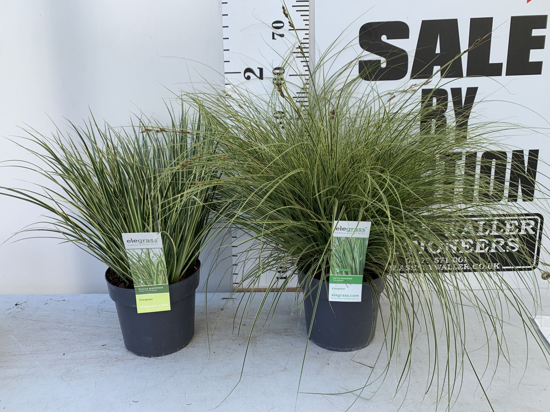 TWO HARDY AND EVERGREEN GRASSES CAREX BRUNNEA AND ACOURAS GRAMINEUS IN 3 LTR POTS 60CM TALL PLUS VAT