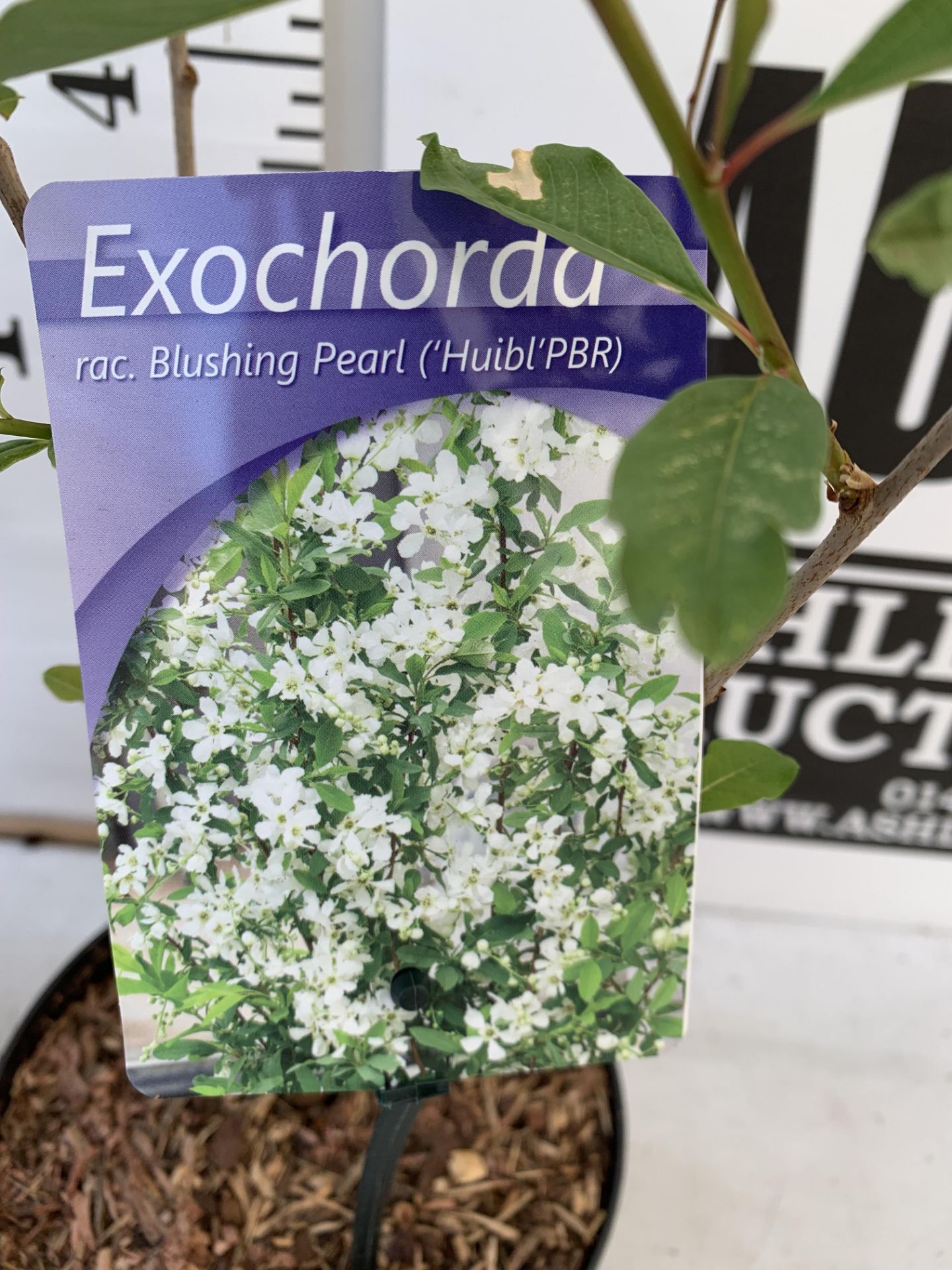 TWO EXOCHORDA BLUSHING PEARL IN 2 LTR POTS APPROX 60CM IN HEIGHT PLUS VAT TO BE SOLD FOR THE TWO - Image 9 of 12