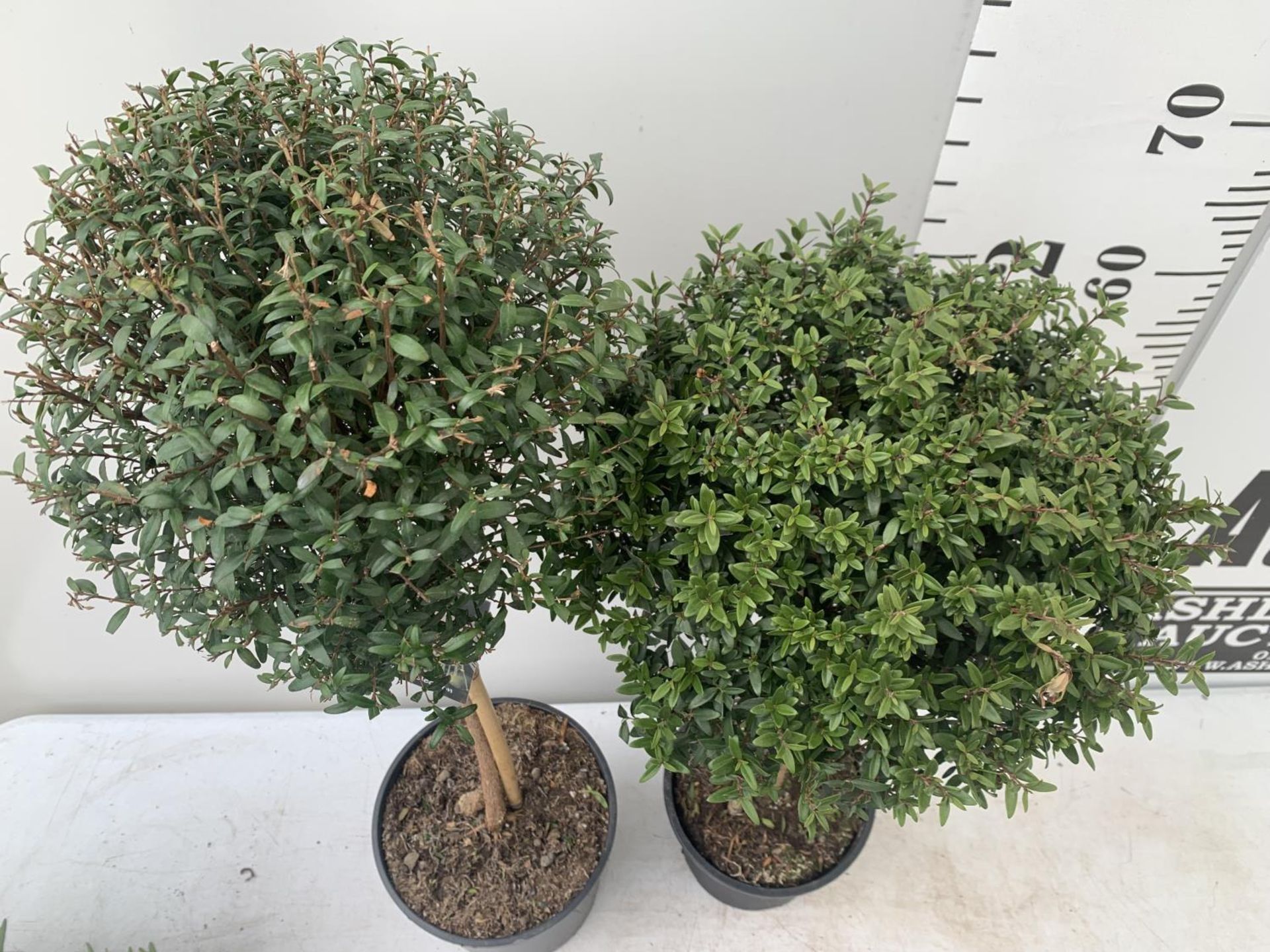 TWO MYRTUS SELECTION STANDARD TREES OF DIFFERING HEIGHTS ONE APPROX 85CM IN HEIGHT AND ONE 70CM IN 2 - Image 6 of 10