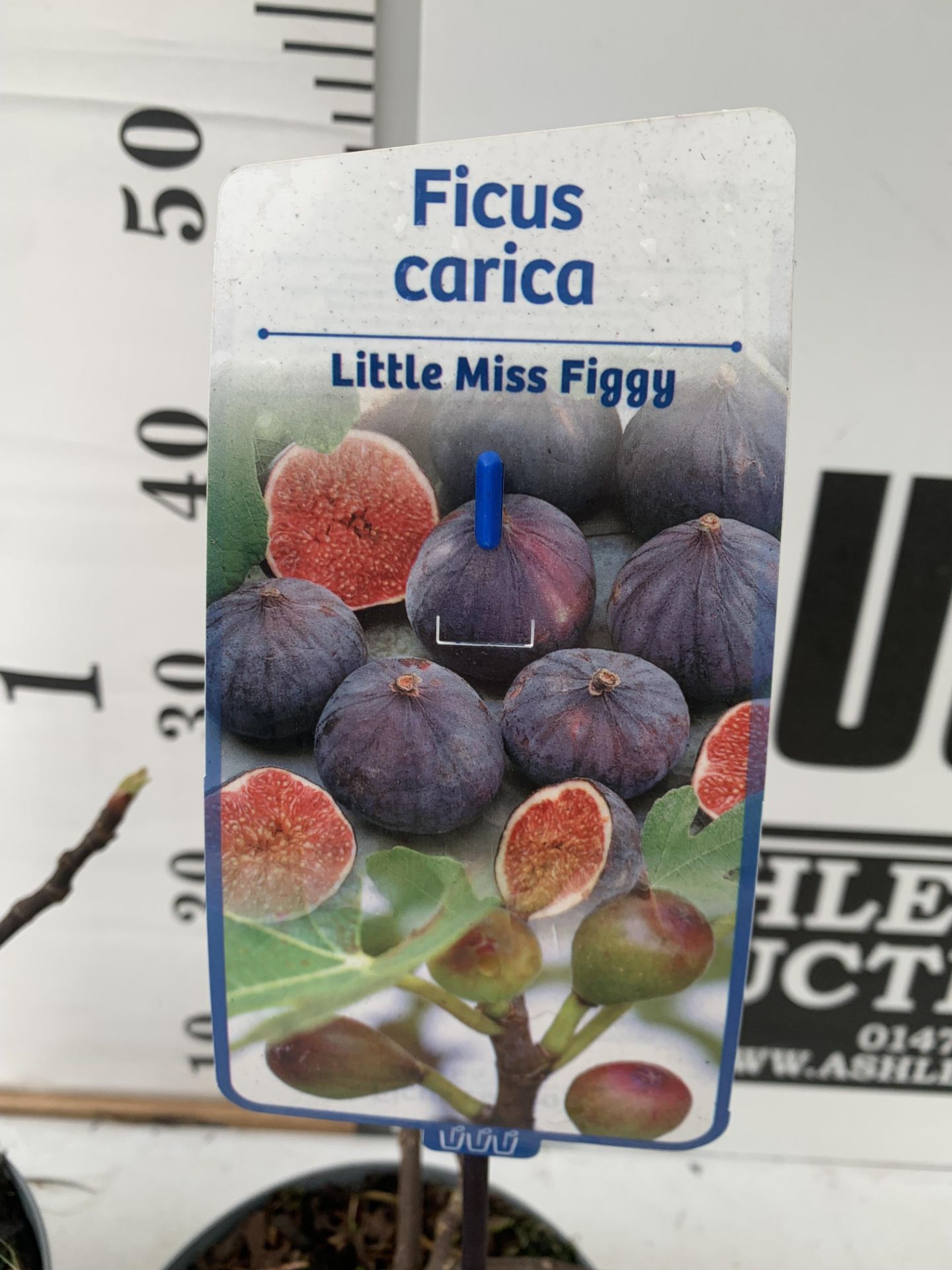 TWO FIG FICUS CARICA 'LITTLE MISS FIGGY' APPROX 35CM IN HEIGHT IN 2 LTR POTS NO VAT TO BE SOLD FOR - Image 7 of 8