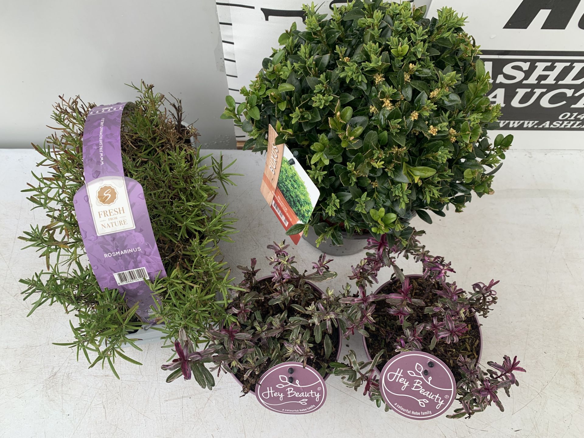 MIXED LOT OF PLANTS - ONE BUXUS SEMPERVIRENS IN A 2 LTR POT, SIX ROSEMARY PLUG PLANTS IN A CARRY - Image 3 of 10