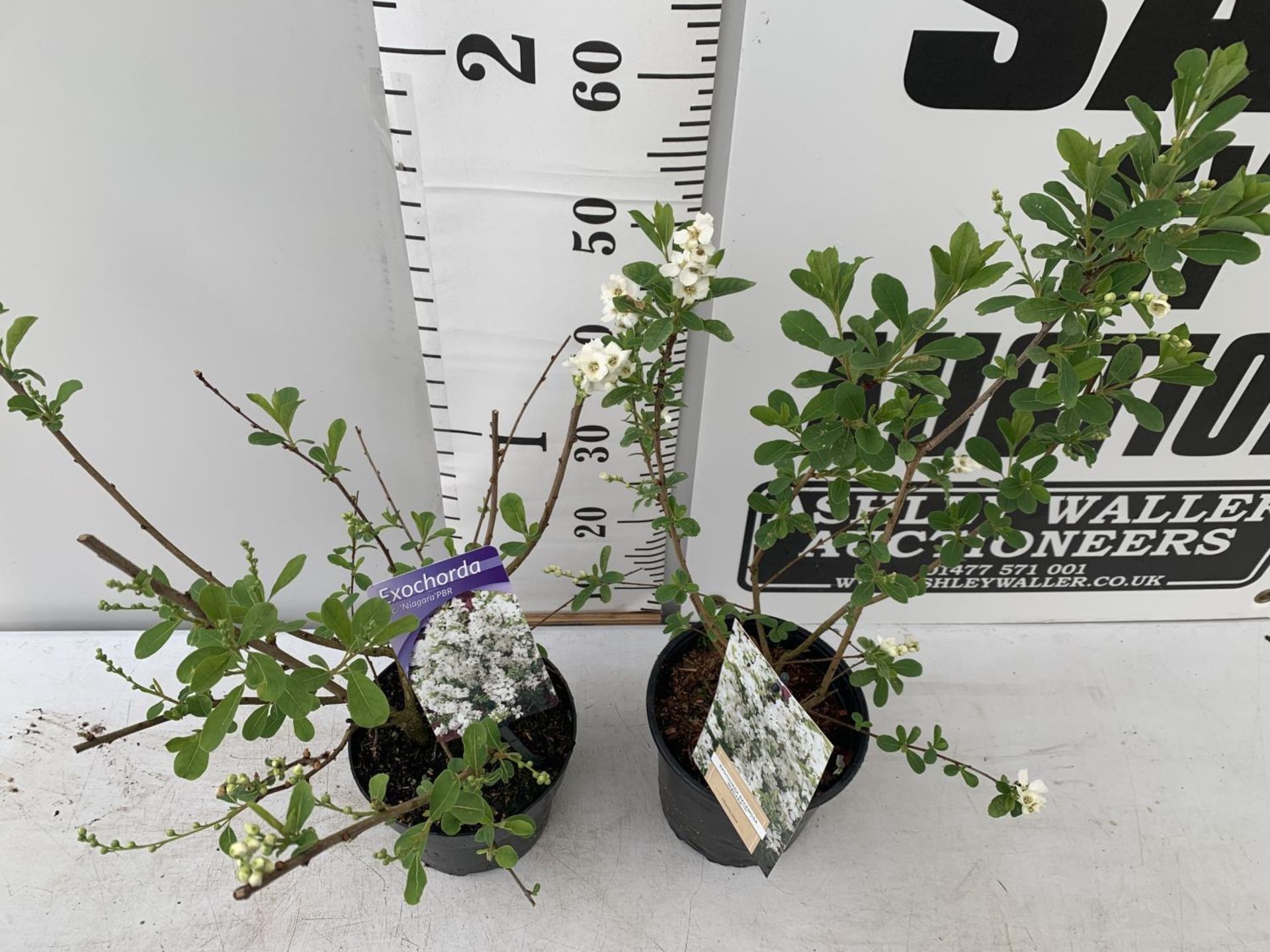 TWO EXOCHORDA RACEMOSA 'NIAGARA' IN 2 LTR POTS APPROX 65CM IN HEIGHT PLUS VAT TO BE SOLD FOR THE TWO - Image 4 of 11