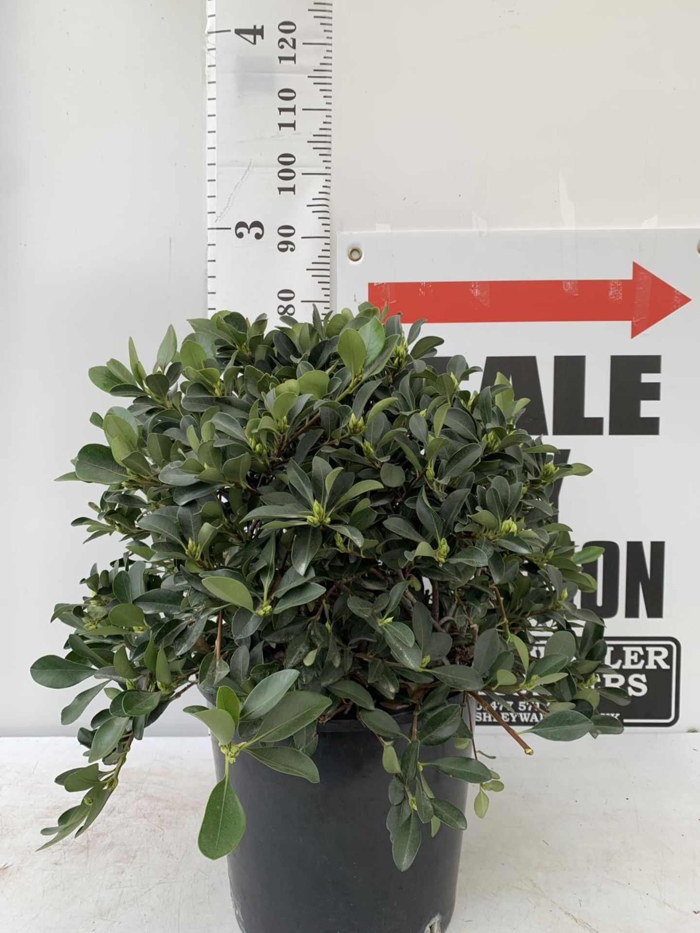 ONE RHAPHIOLEPIS UMBELLATA BUSH APPROX 80CM IN HEIGHT IN A 15 LTR POT PLUS VAT - Image 2 of 8