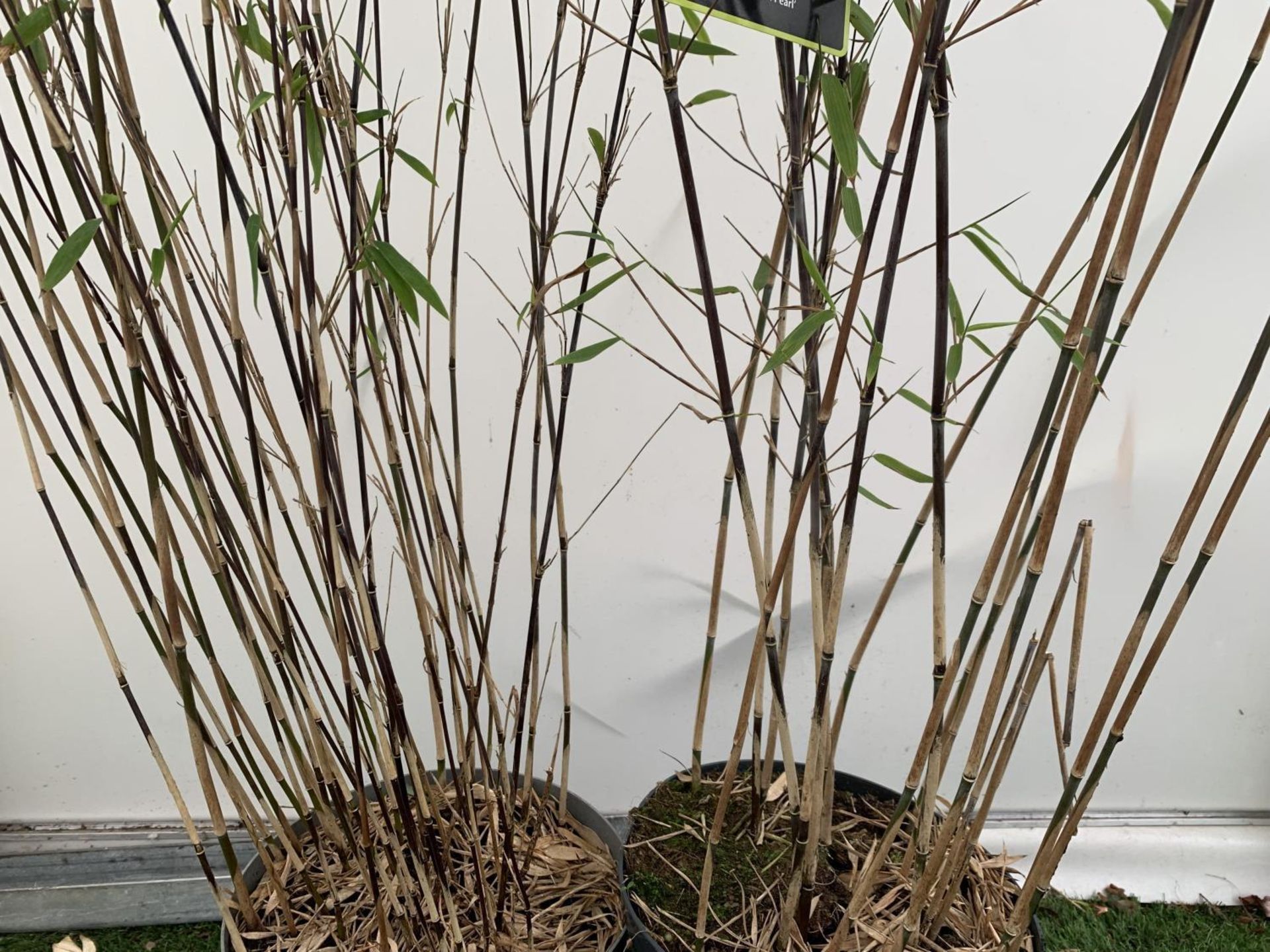 TWO BAMBOO FARGESIA 'BLACK PEARL' AND 'VOLCANO' OVER 2 METRES IN HEIGHT IN 5 LTR POTS PLUS VAT TO BE - Image 8 of 12