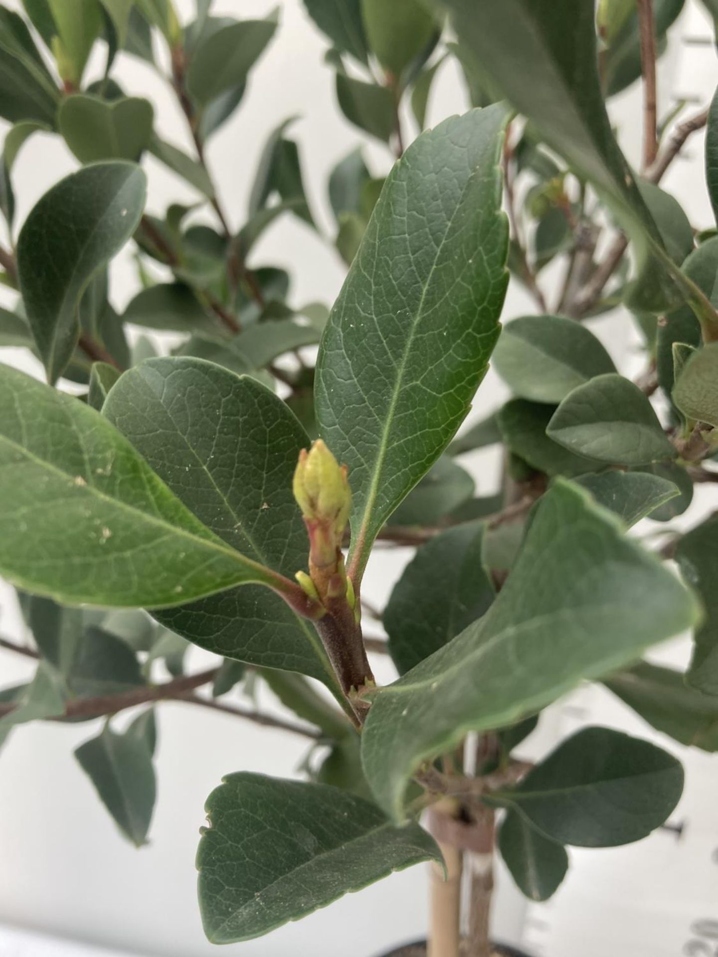 TWO RHAPHIOLEPIS INDICA SPRINGTIME STANDARD TREES IN 4 LTR POTS APPROX 95CM IN HEIGHT PLUS VAT TO BE - Image 7 of 12