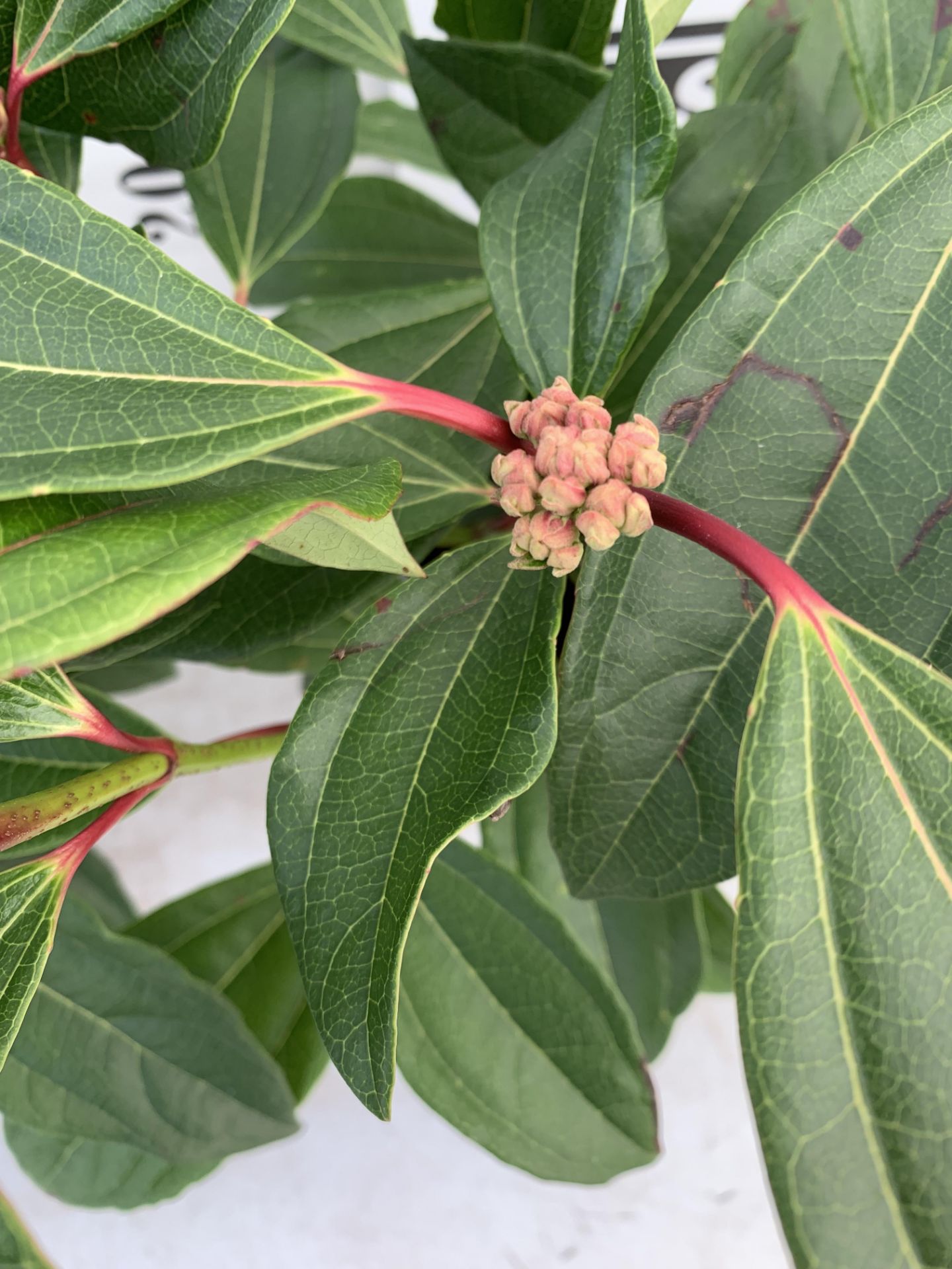 TWO VIBURNUM 'DAVIDII' IN 2LTR POTS APPROX 40CM IN HEIGHT TO BE SOLD FOR THE TWO PLUS VAT - Image 5 of 8