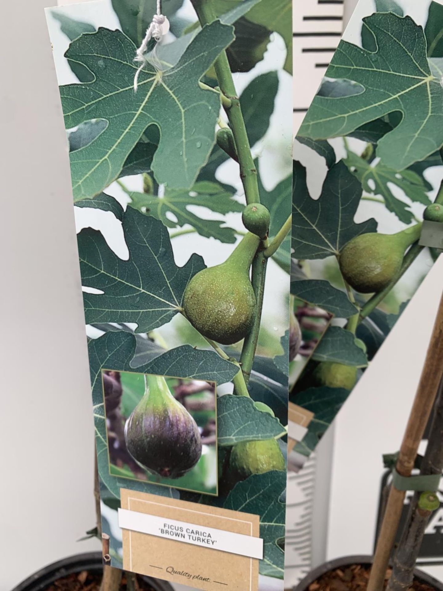 TWO FIGS 'BROWN TURKEY' IN 20CM HIGH POTS APPROX 90CM IN HEIGHT NO VAT TO BE SOLD FOR THE TWO - Image 10 of 10