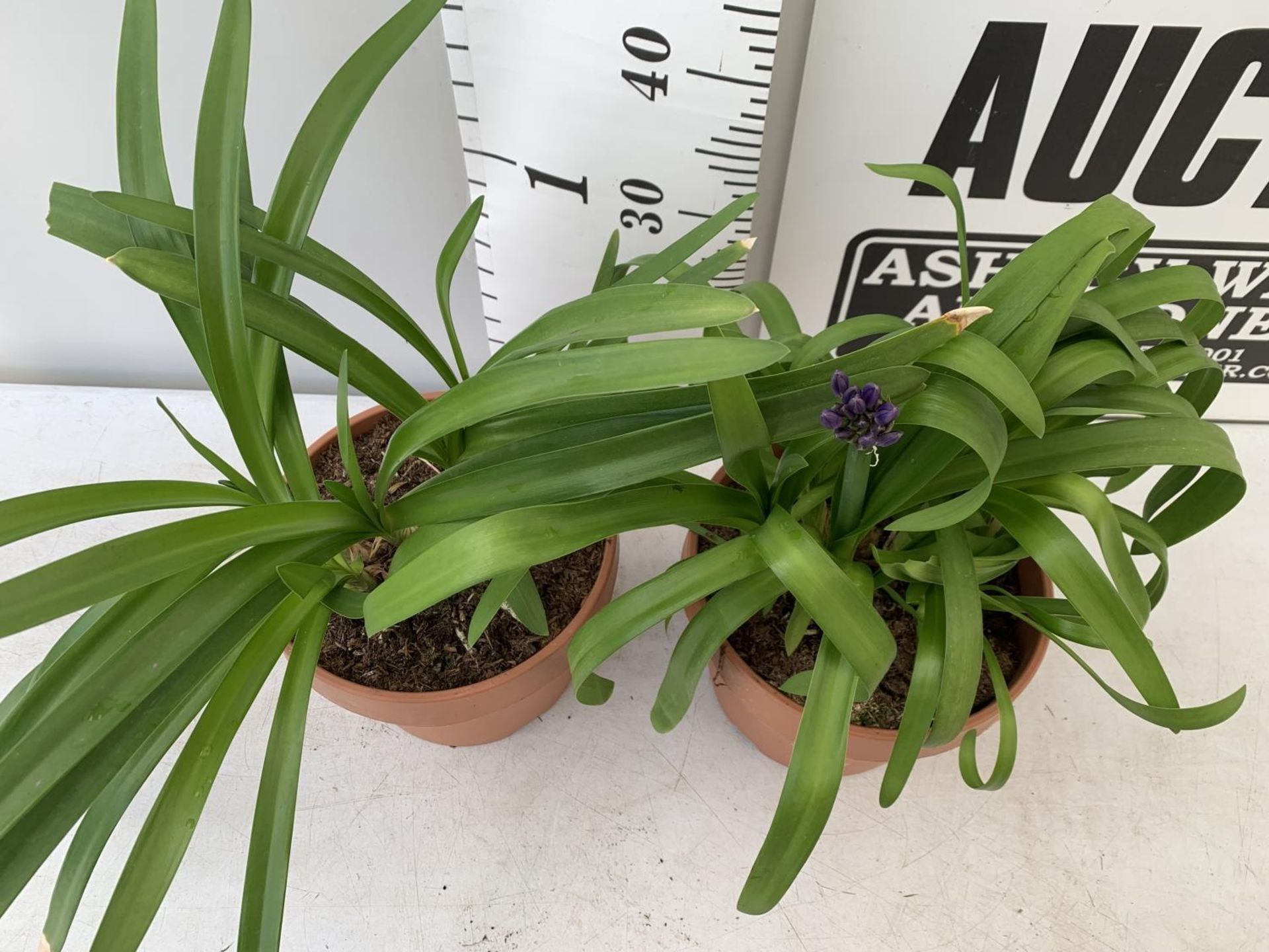 TWO AGAPANTHUS AFRICANUS PURPLE 'BLUE THUNDER'IN A 4 LTR POT APPROX 50CM IN HEIGHT PLUS VAT TO BE - Image 4 of 10
