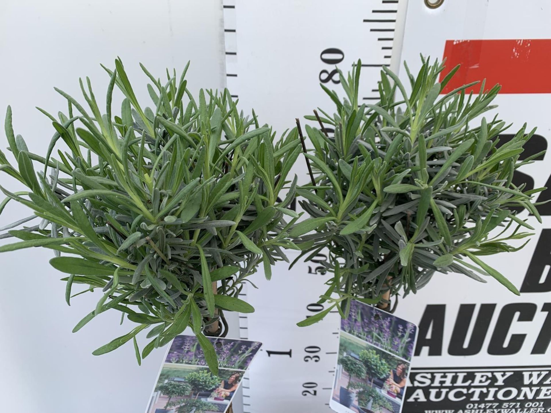 TWO STANDARD LAVANDER PLANTS IN 3 LTR POTS 80CM TALL PLUS VAT TO BE SOLD FOR THE TWO - Image 4 of 10