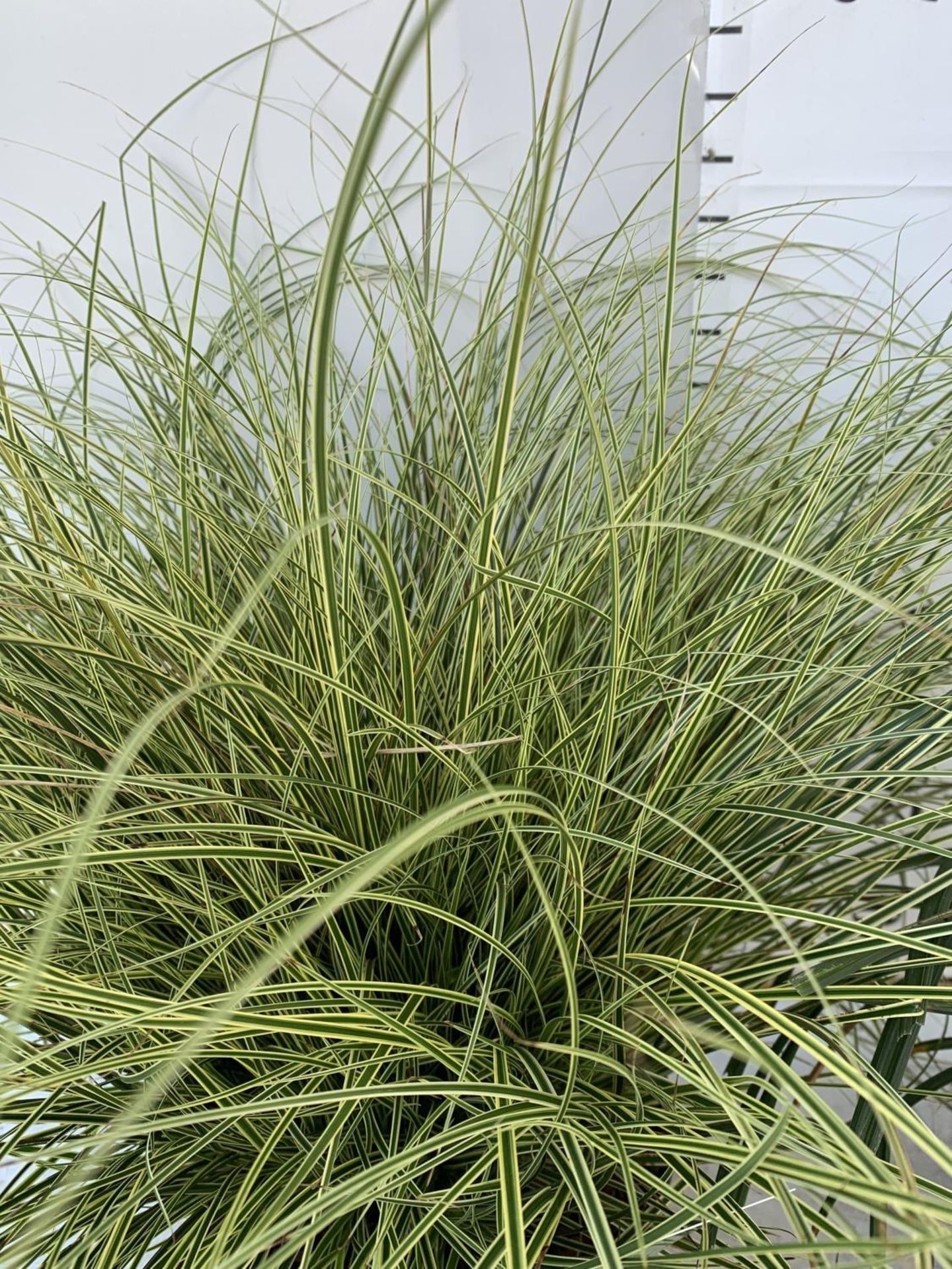 TWO HARDY AND EVERGREEN GRASSES CAREX BRUNNEA AND MORROWII IN 3 LTR POTS 50CM TALL PLUS VAT TO BE - Image 8 of 12