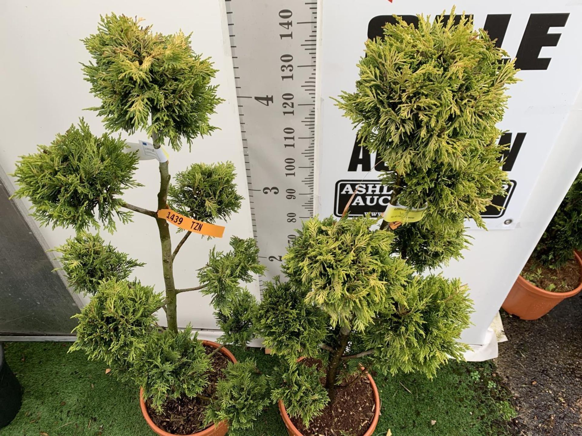 TWO POM POM TREES CUPRESSOCYPARIS LEYLANDII 'GOLD RIDER' APPROX 160CM IN HEIGHT IN 15 LTR POTS - Image 6 of 10