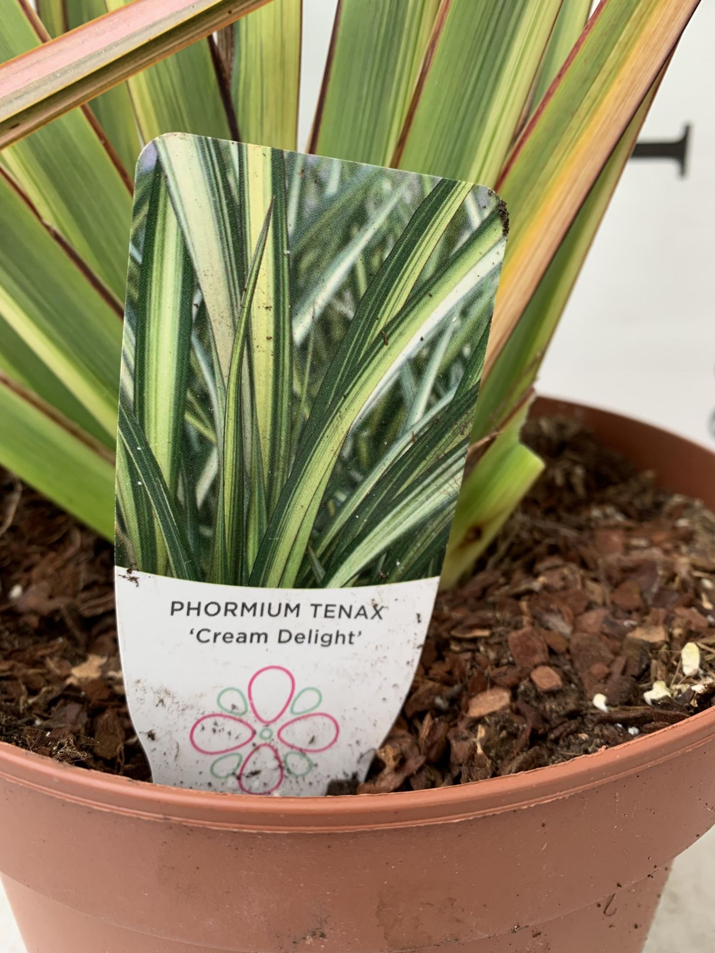 TWO PHORMIUM TENAX 'RAINBOW QUEEN' IN 3 LTR POTS APPROX 1M IN HEIGHT PLUS VAT TO BE SOLD FOR THE TWO - Image 12 of 12