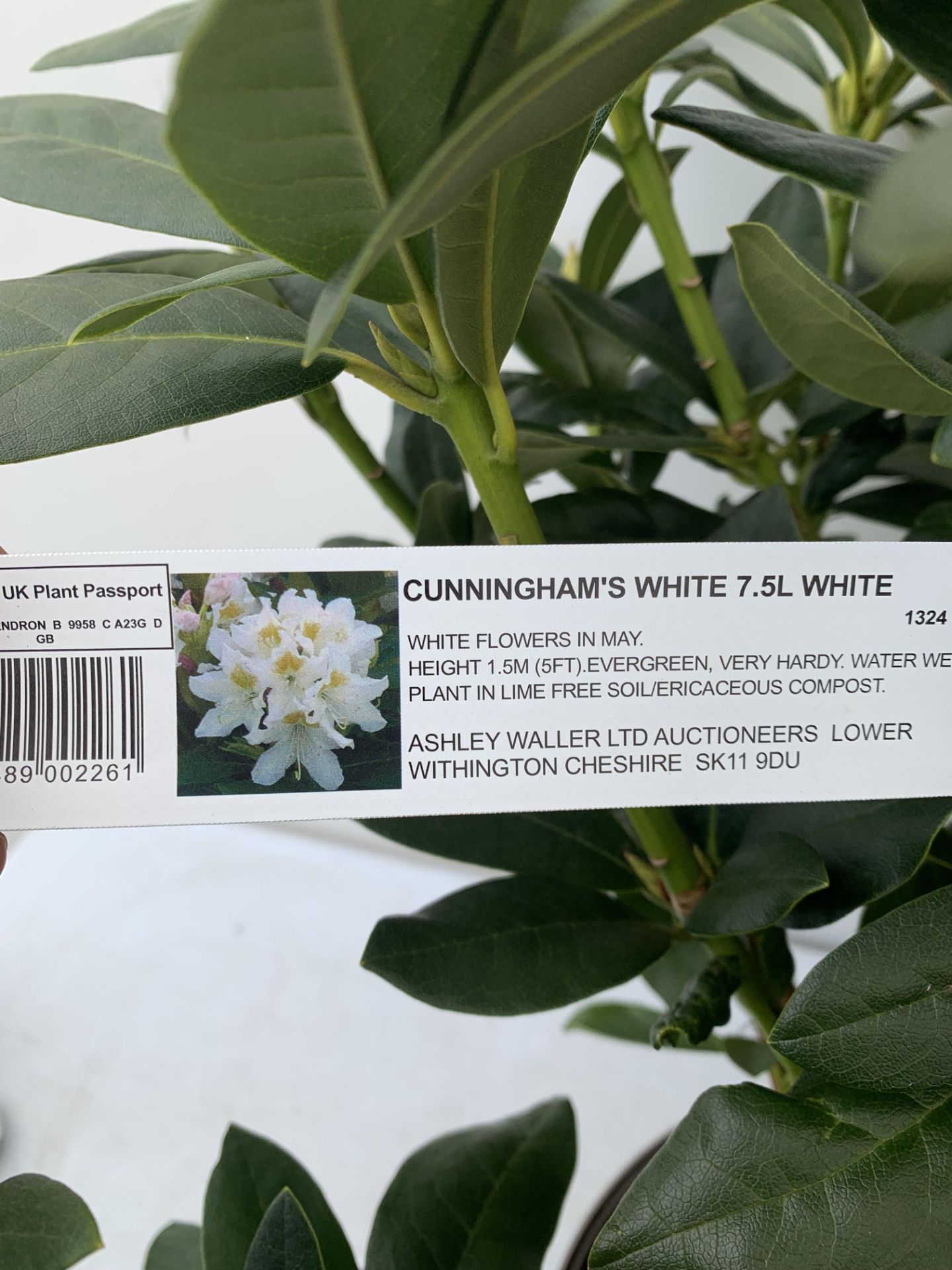 TWO RHODODENDRONS CUNNINGHAM'S WHITE IN 7.5 LTR POTS APPROX 70CM IN HEIGHT PLUS VAT TO BE SOLD FOR - Image 7 of 8