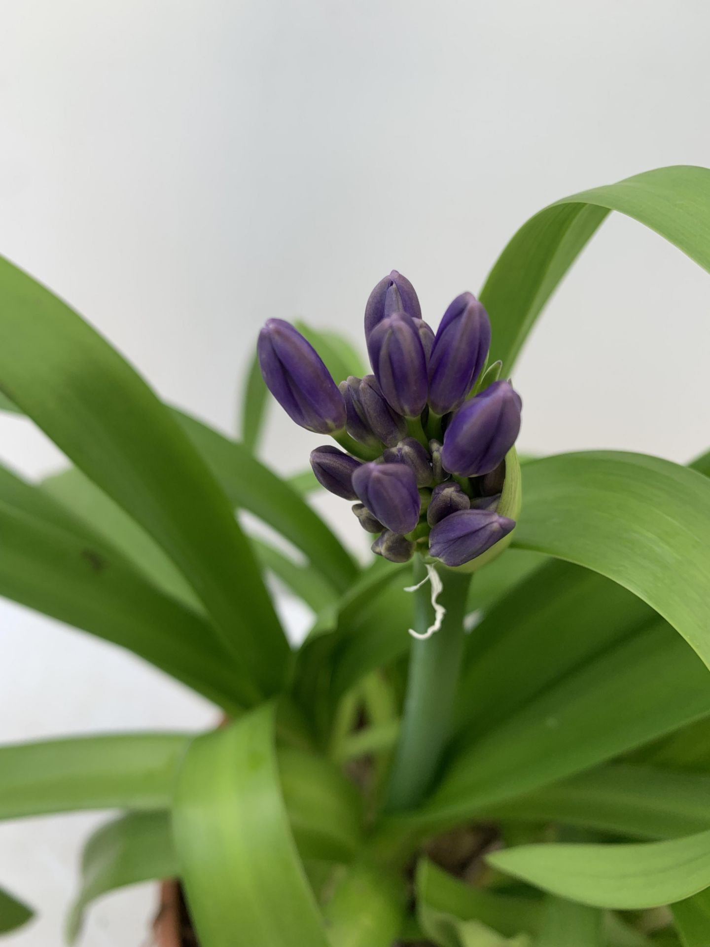 TWO AGAPANTHUS AFRICANUS PURPLE 'BLUE THUNDER'IN A 4 LTR POT APPROX 50CM IN HEIGHT PLUS VAT TO BE - Bild 7 aus 10