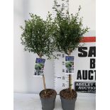 TWO STANDARD CEANOTHUS CONCHA IN 3 LTR POTS OVER 100CM PLUS VAT TO BE SOLD FOR THE TWO