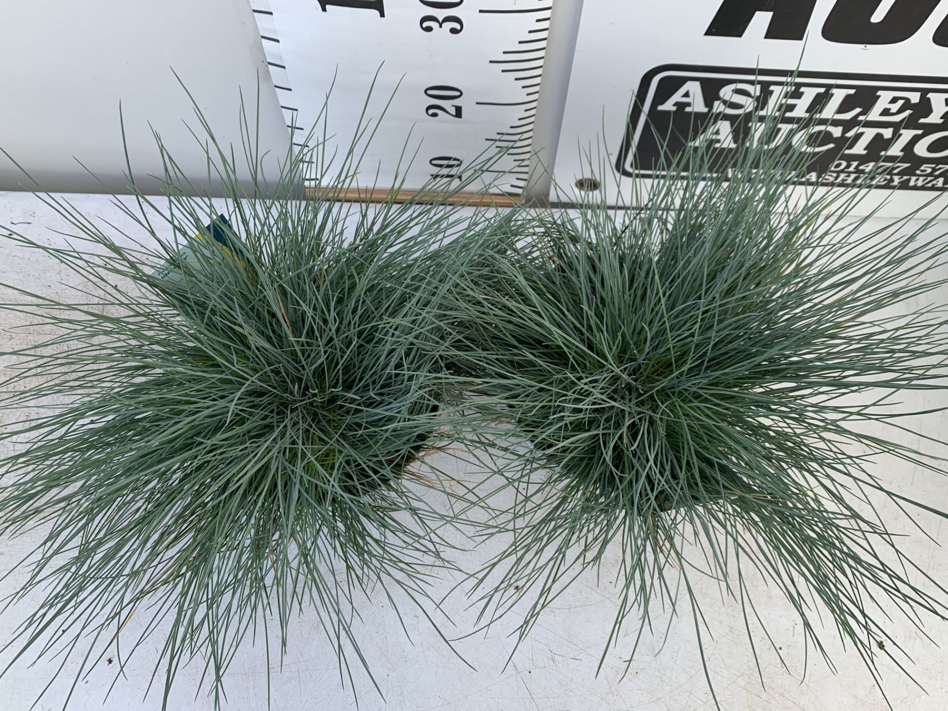 TWO FESTUCA GLAUCAINTENSE BLUE IN 2 LTR POTS 30CM TALL PLUS VAT TO BE SOLD FOR THE TWO - Image 3 of 10