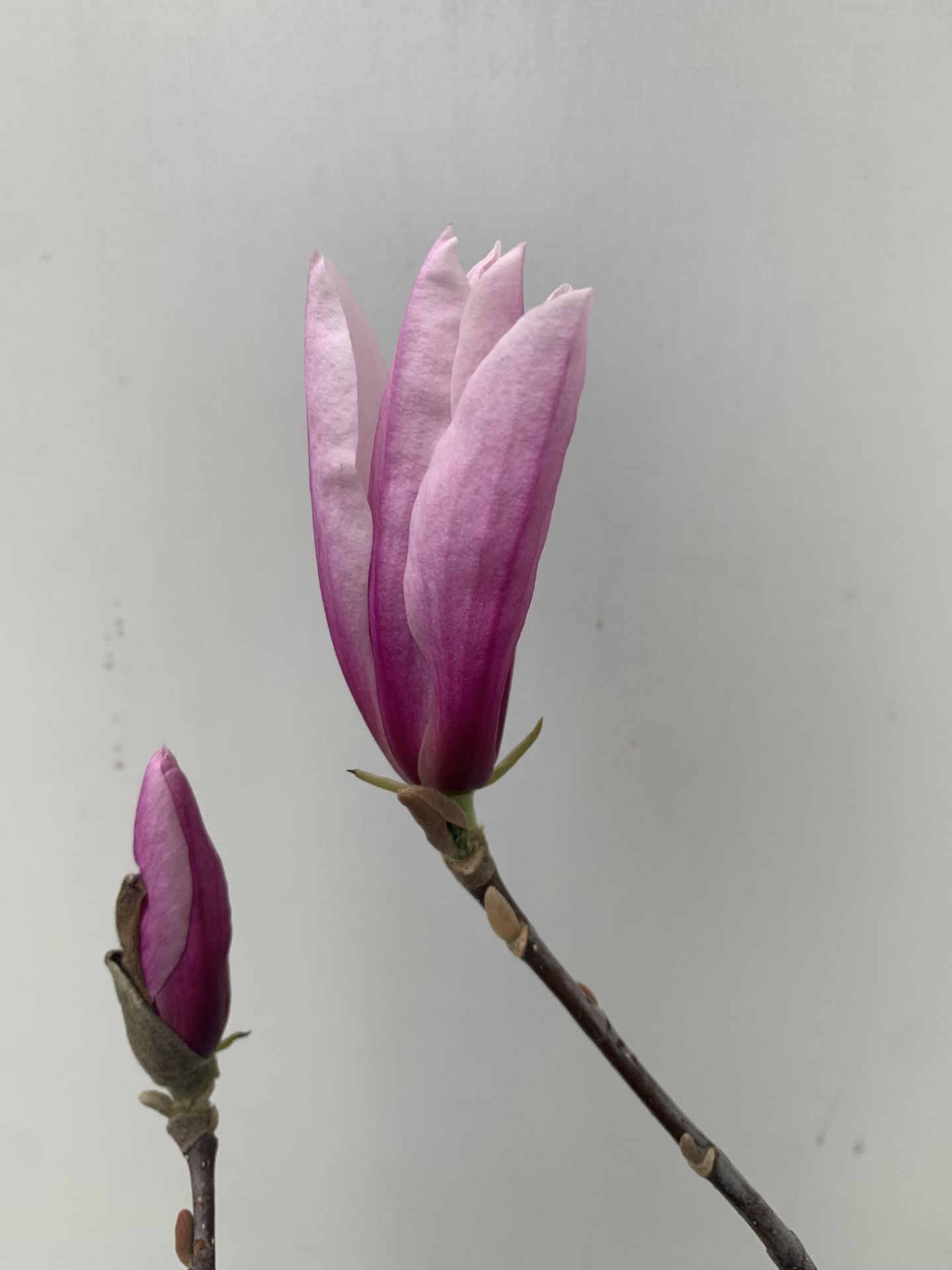 ONE MAGNOLIA PINK 'BETTY' APPROX 120CM IN HEIGHT IN 7 LTR POT PLUS VAT - Image 7 of 12
