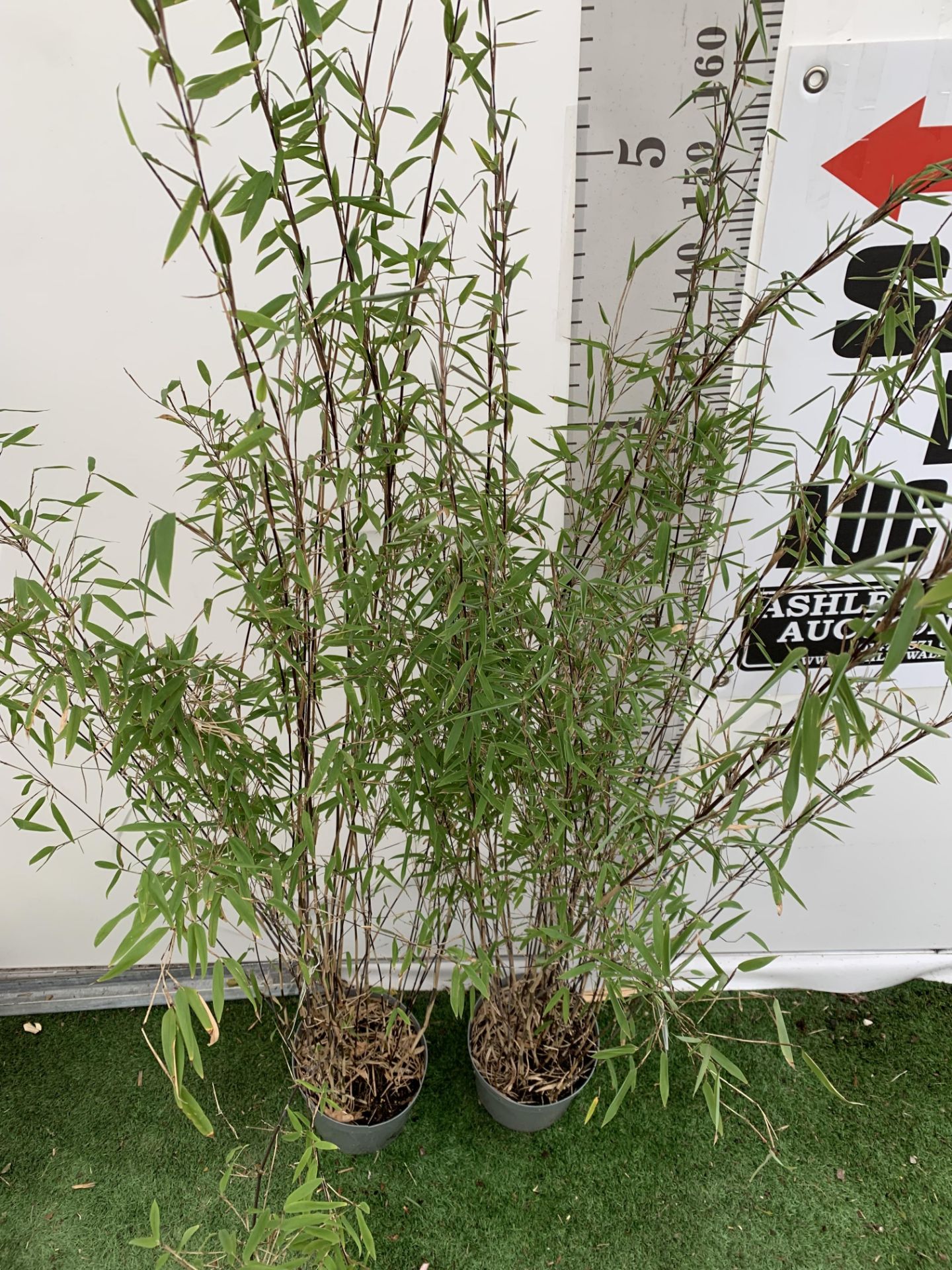 TWO BAMBOO FARGESIA 'VOLCANO' OVER 2 METRES IN HEIGHT IN 5 LTR POTS PLUS VAT TO BE SOLD FOR THE TWO - Image 3 of 8