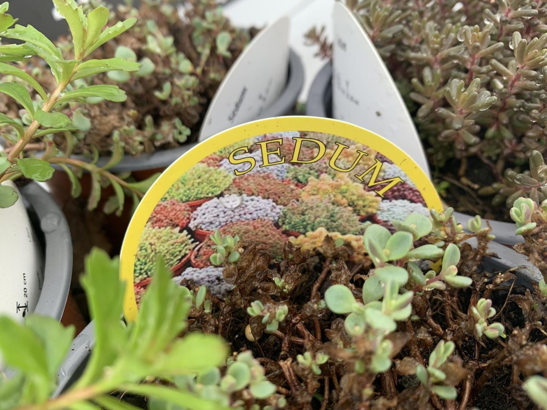 EIGHT MIXED SEDUMS ON A TRAY IN 2 LTR POTS PLUS VAT TO BE SOLD FOR THE EIGHT - Image 8 of 8
