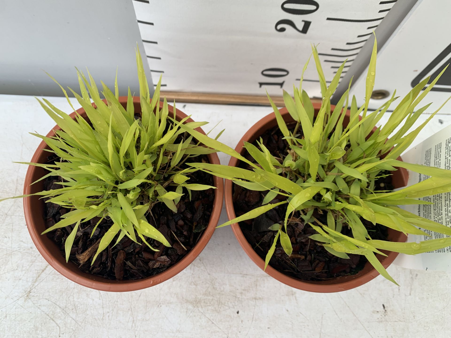 TWO ORNAMENTAL GRASSES HAKONECHLOA MACRA 'ALLGOLD' IN 1 LTR POTS PLUS VAT TO BE SOLD FOR THE TWO - Image 5 of 8