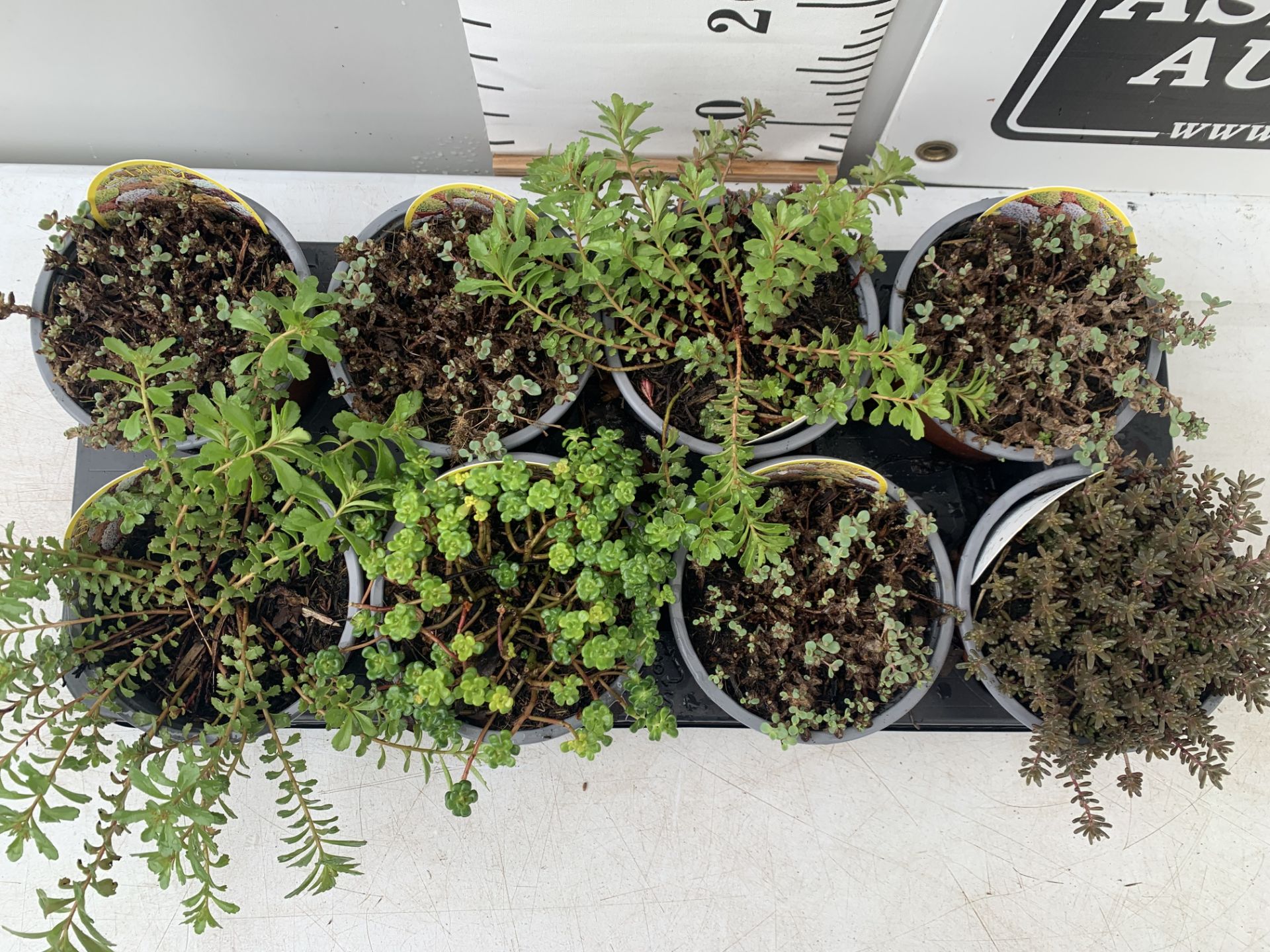 EIGHT MIXED SEDUMS ON A TRAY IN 2 LTR POTS PLUS VAT TO BE SOLD FOR THE EIGHT - Image 3 of 8