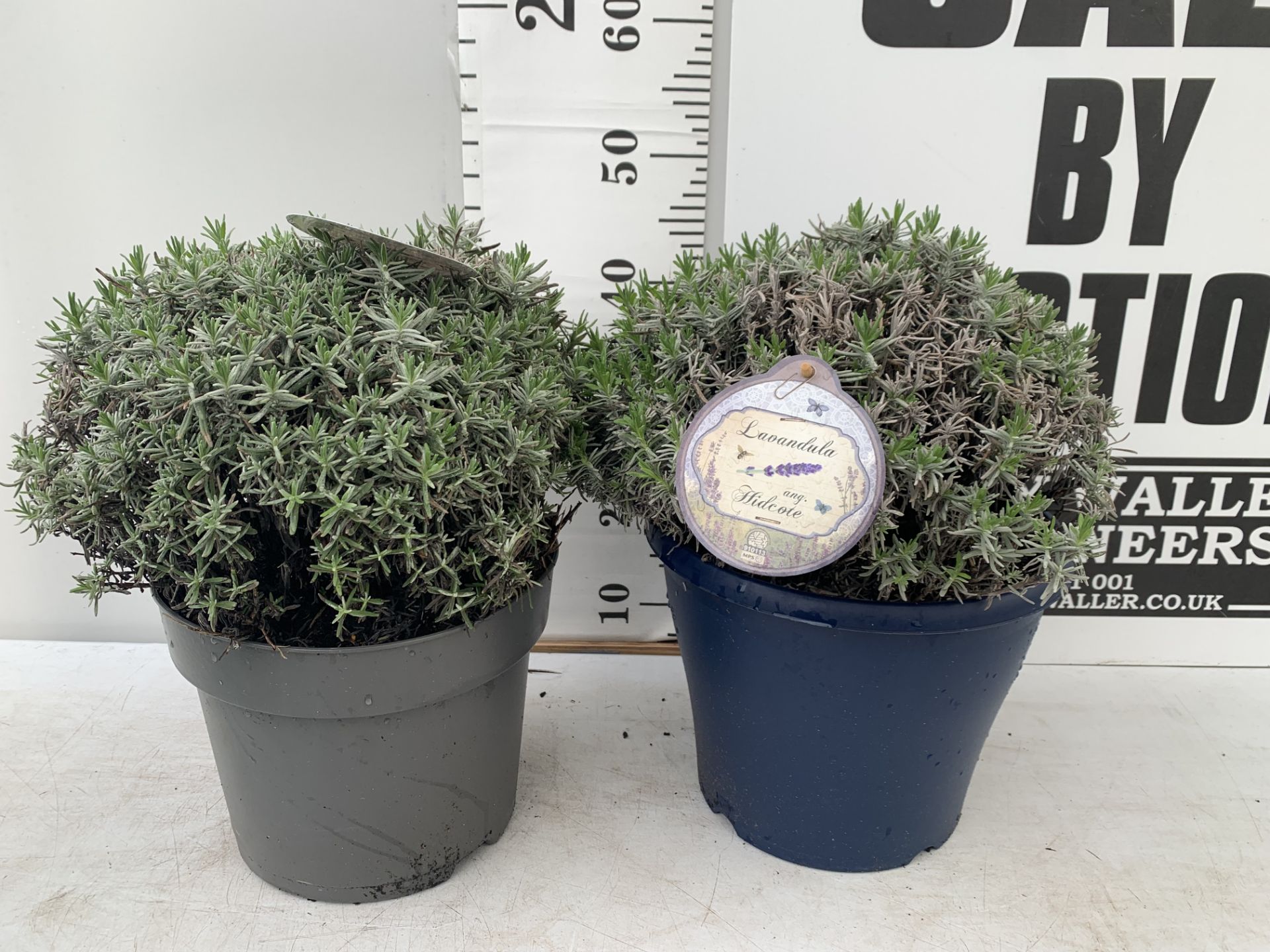 TWO LAVENDER 'HIDCOTE' IN 5 LTR POTS APPROX 40CM IN HEIGHT IN 5 LTR POTS TO BE SOLD FOR THE TWO