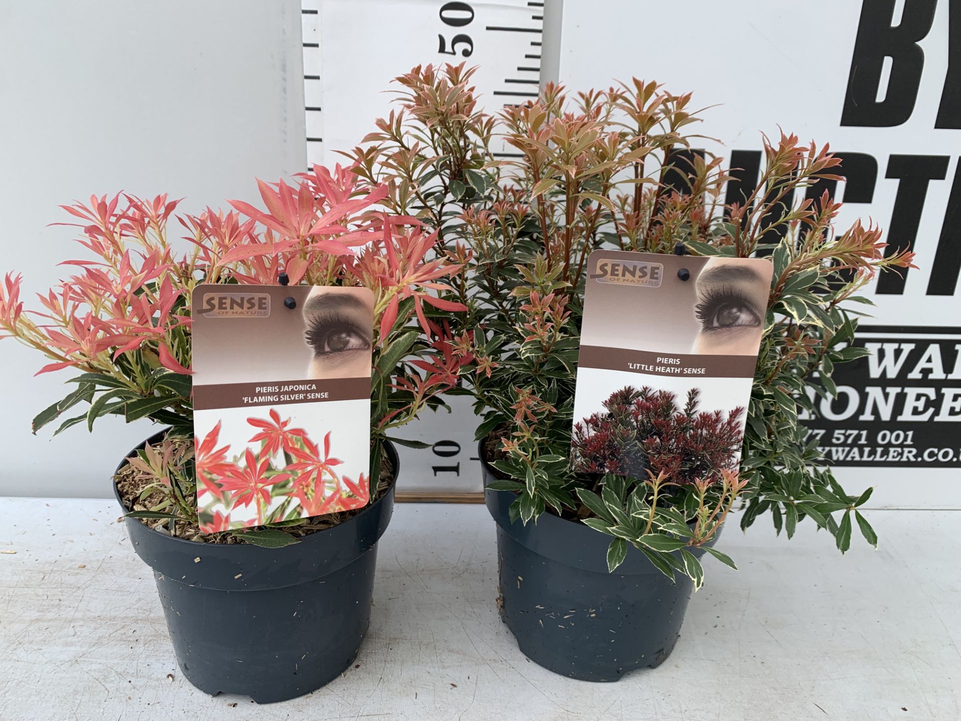 TWO PIERIS JAPONICA LITTLE HEATH AND FLAMING SILVER IN 3 LTR POTS 45CM TALL PLUS VAT TO BE SOLD - Bild 5 aus 10