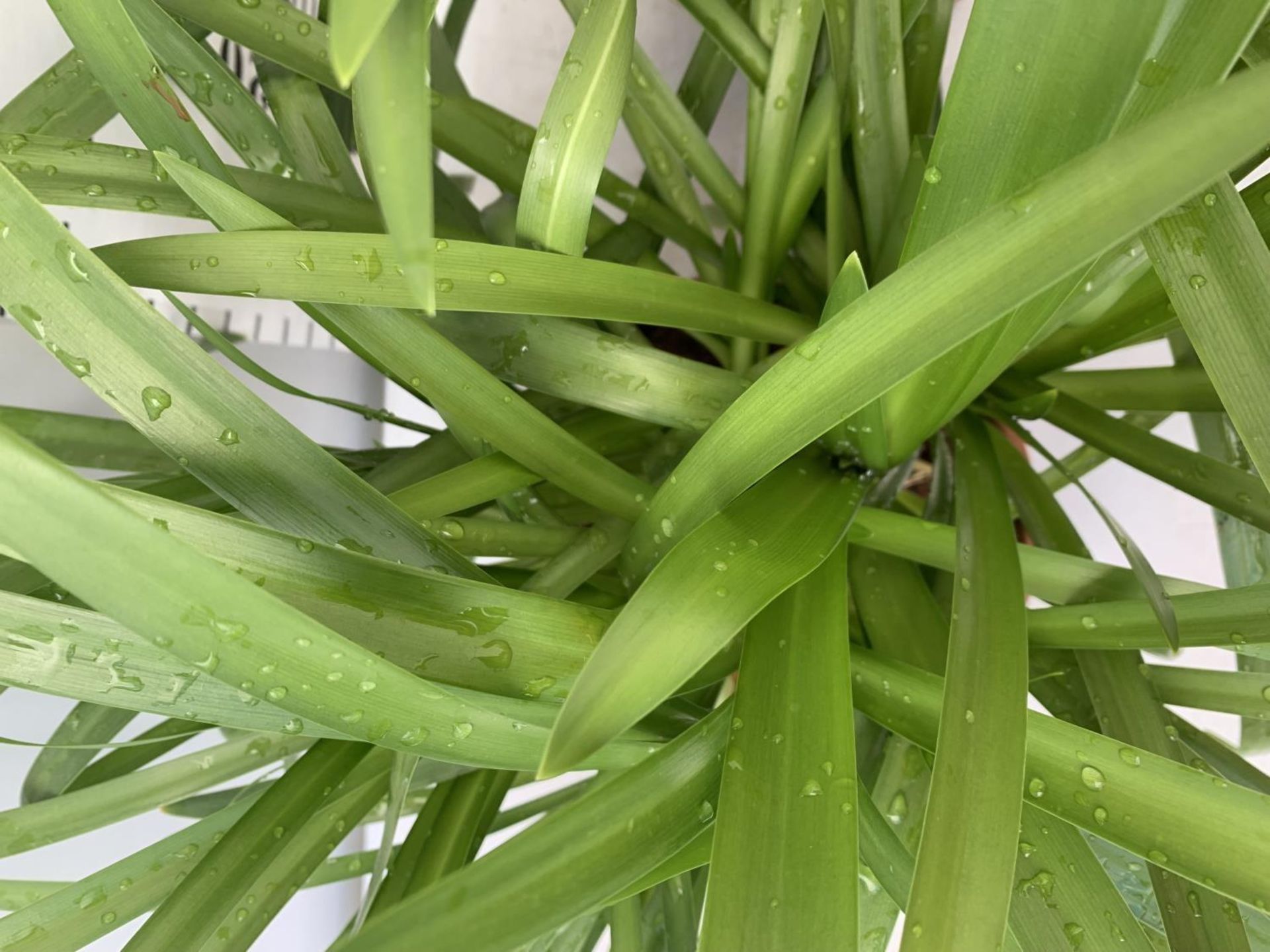 TWO LARGE AGAPANTHUS 'EVER WHITE' IN 4 LTR POTS APPROX 60CM IN HEIGHT PLUS VAT TO BE SOLD FOR THE - Image 6 of 8