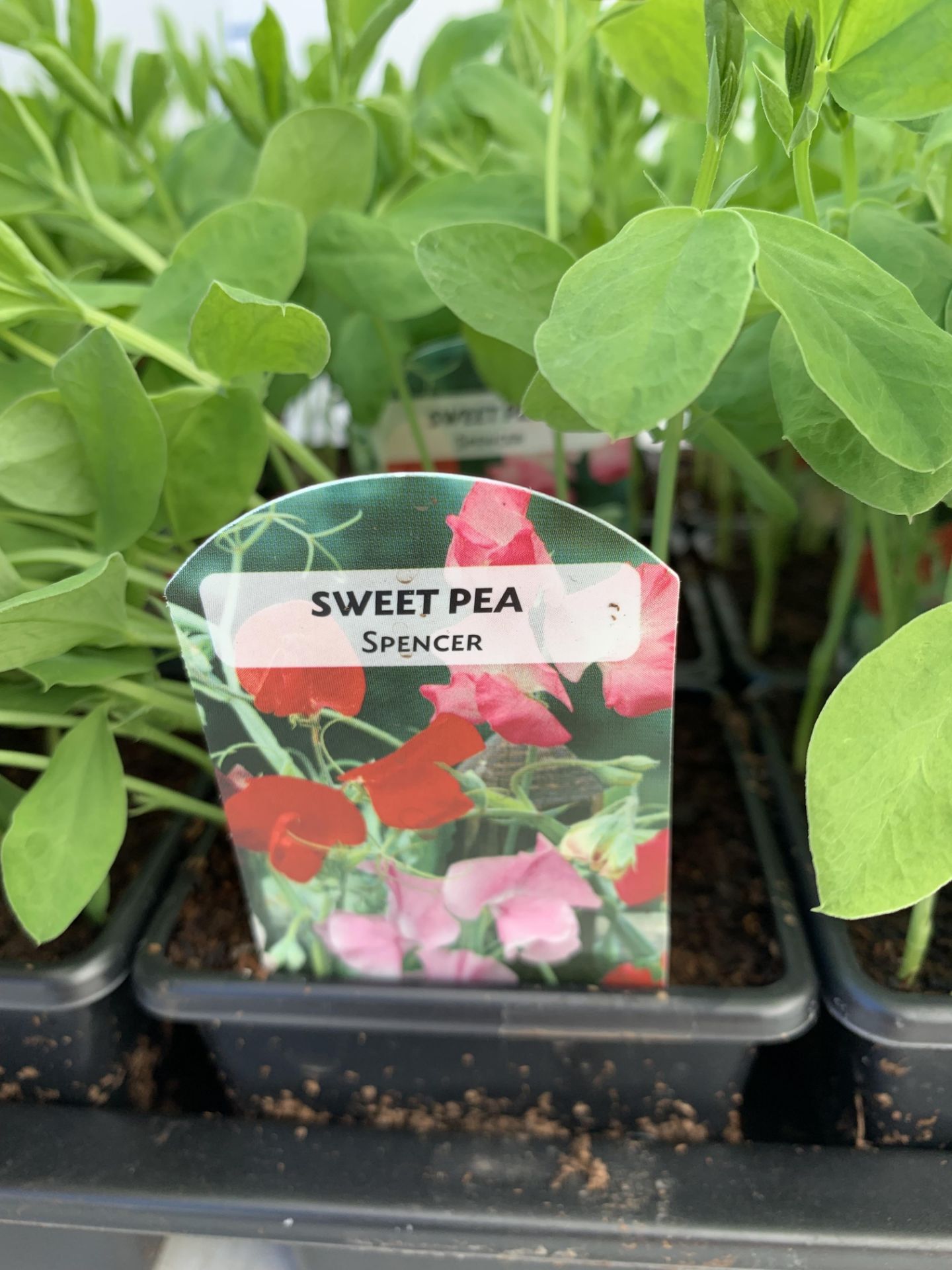 FIFTEEN POTS OF SPENCER SWEET PEAS WITH APPROXIMATELY TWENTY PLANTS IN EACH PLUS VAT TO BE SOLD - Bild 3 aus 6