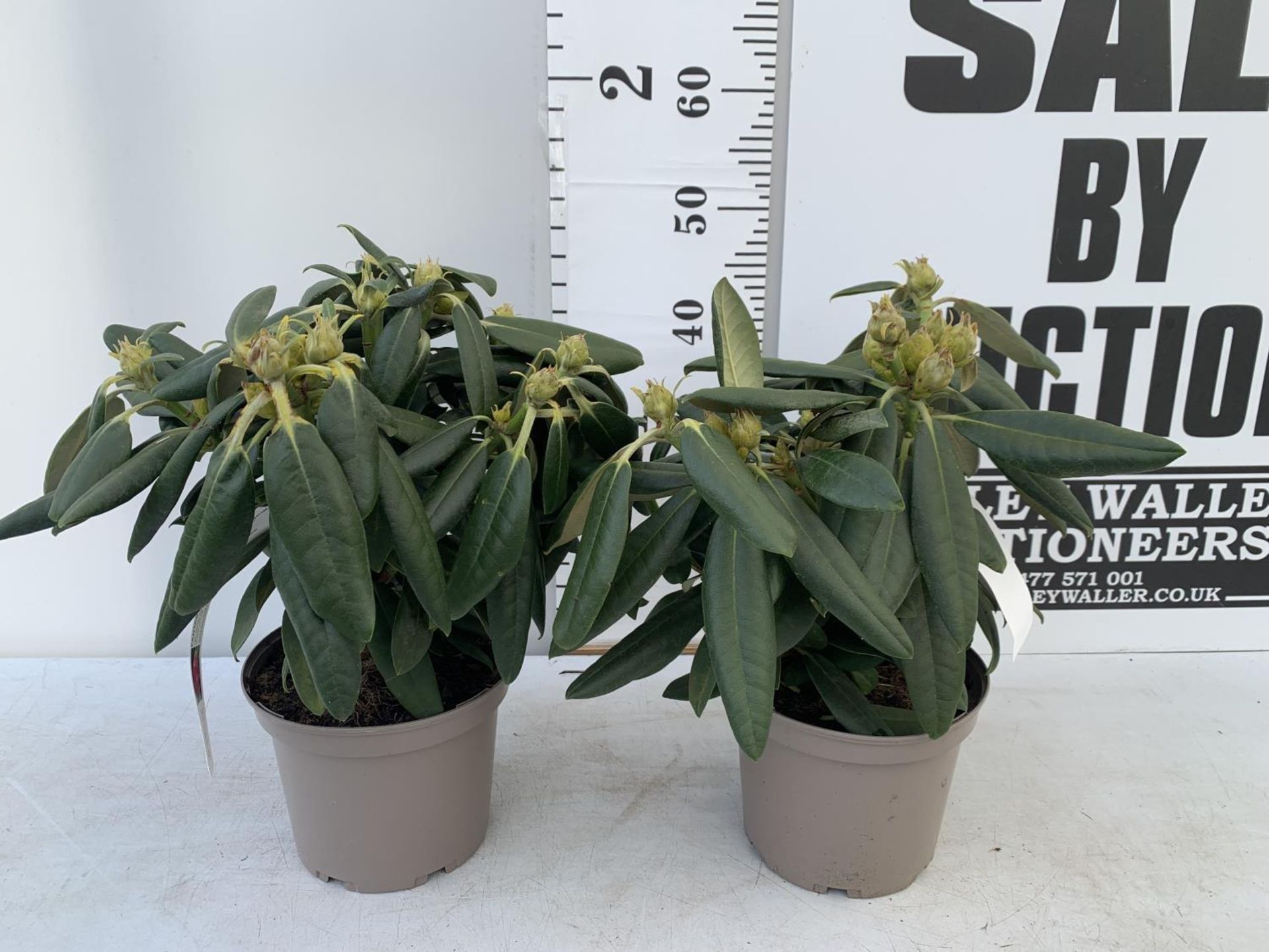 TWO RHODODENDRONS FANTASTICA RED IN 3 LTR POTS APPROX 70CM IN HEIGHT PLUS VAT TO BE SOLD FOR THE TWO - Image 2 of 8