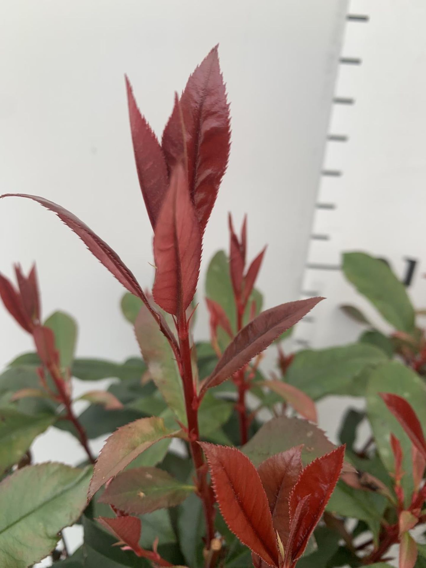 TWO PHOTINIA 'CARRE ROUGE' IN 3 LTR POTS APPROX 75CM IN HEIGHT PLUS VAT TO BE SOLD FOR THE TWO - Image 8 of 10