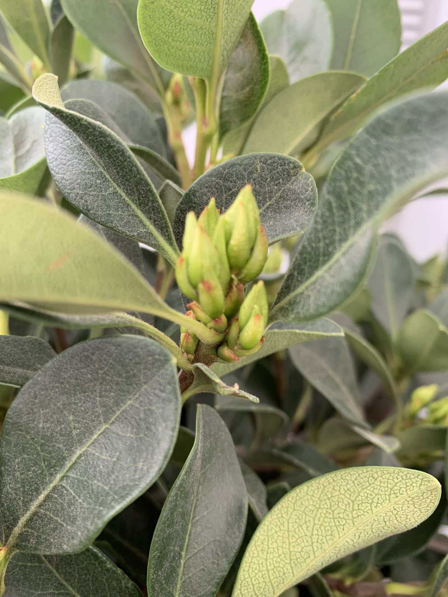 ONE RHAPHIOLEPIS UMBELLATA BUSH APPROX 80CM IN HEIGHT IN A 15 LTR POT PLUS VAT - Image 7 of 8