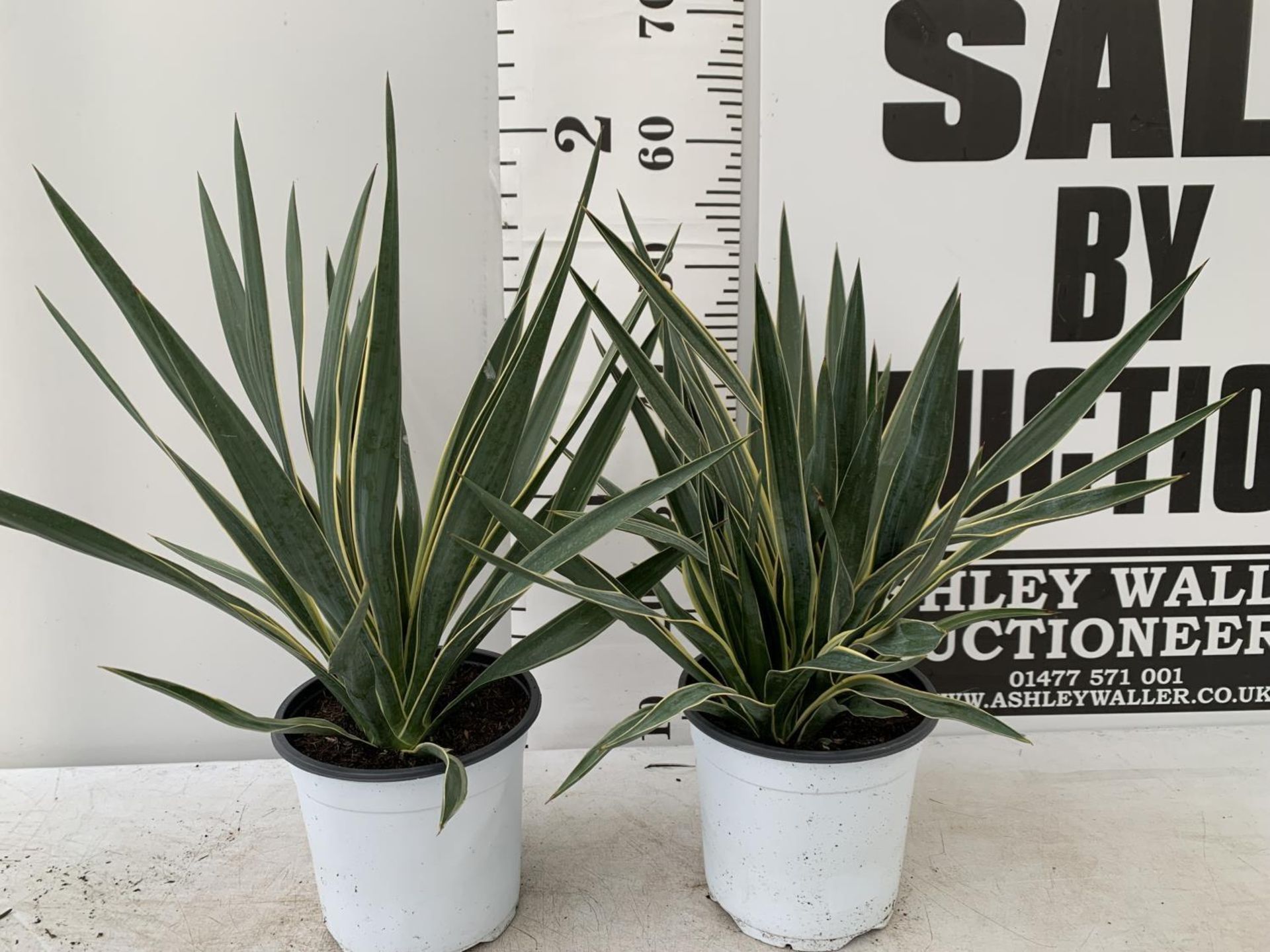 TWO YUCCA 60CM IN HEIGHT IN 2 LTR POTS PLUS VAT TO BE SOLD FOR THE TWO