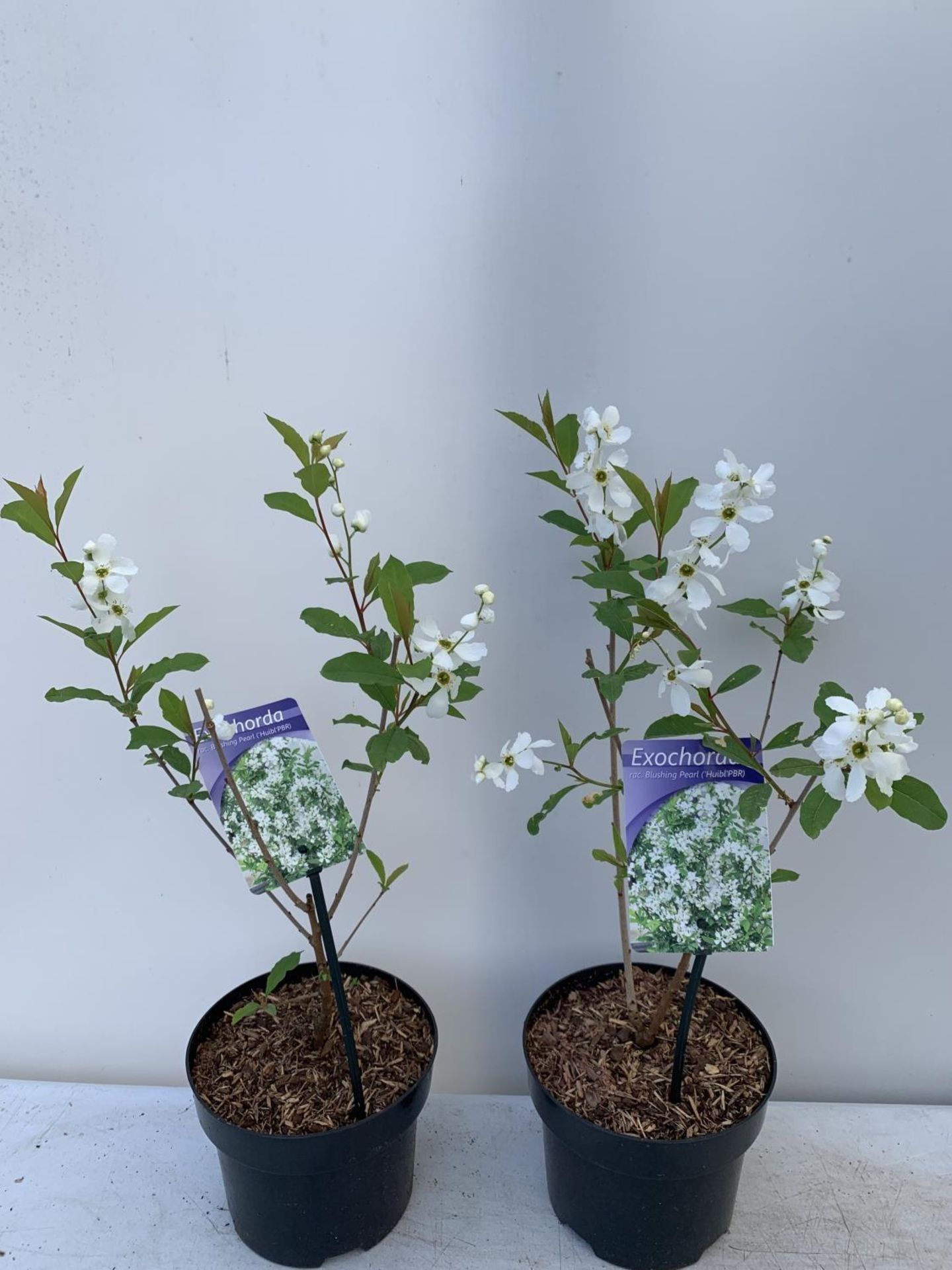 TWO EXOCHORDA BLUSHING PEARL IN 2 LTR POTS APPROX 60CM IN HEIGHT PLUS VAT TO BE SOLD FOR THE TWO - Image 6 of 12