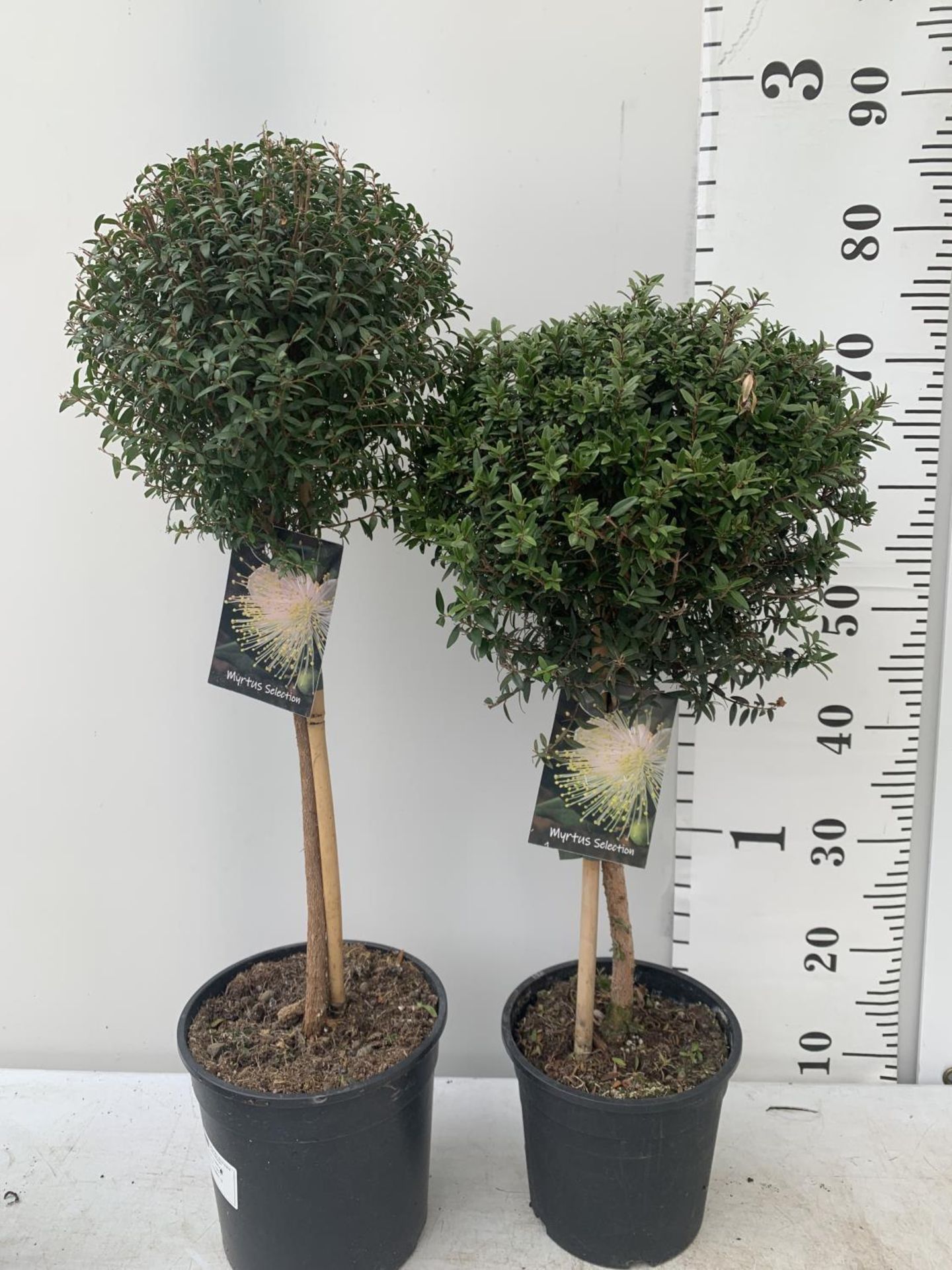 TWO MYRTUS SELECTION STANDARD TREES OF DIFFERING HEIGHTS ONE APPROX 85CM IN HEIGHT AND ONE 70CM IN 2 - Image 4 of 10