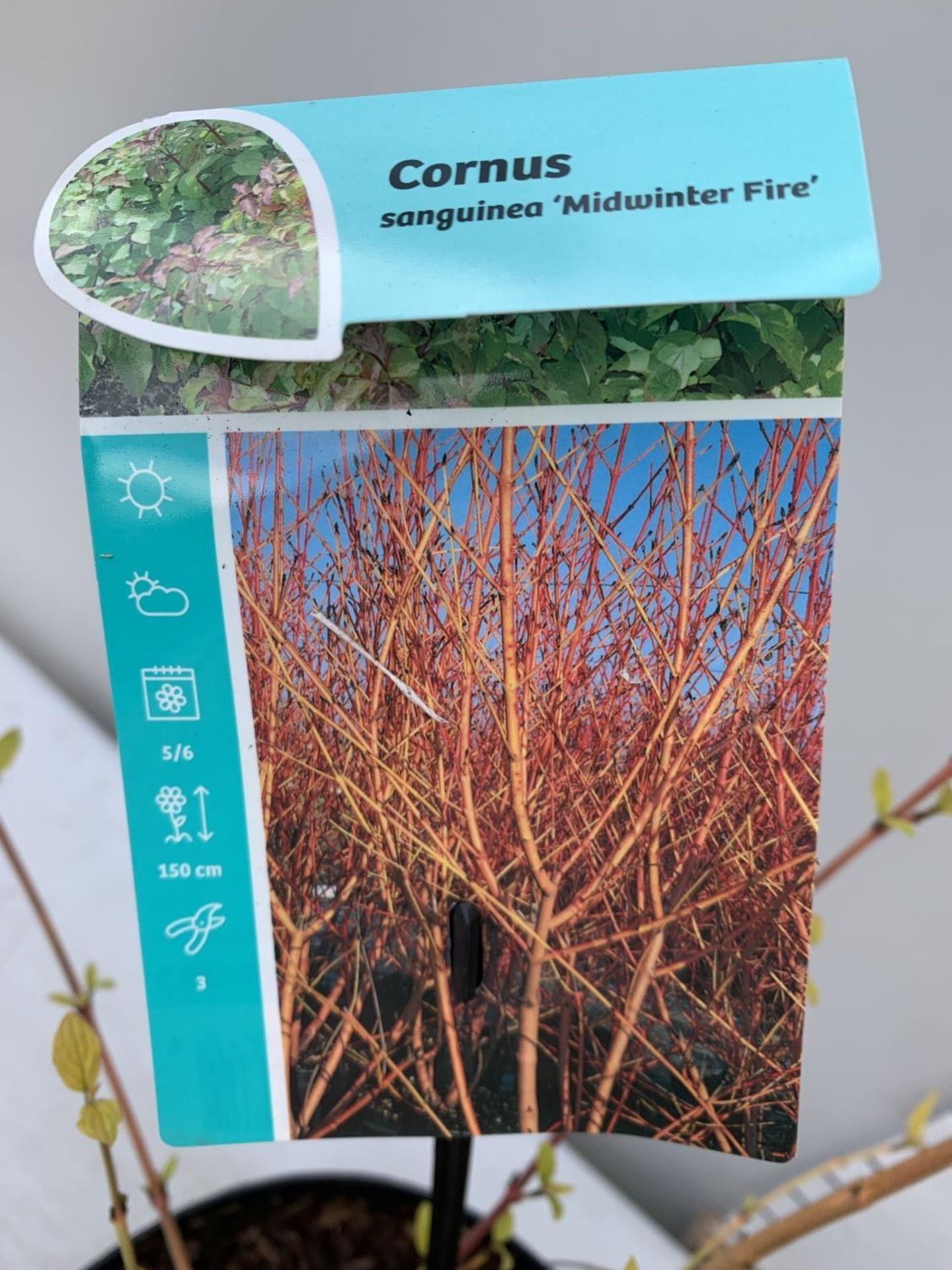 TWO CORNUS SANGUINEA 'MIDWINTER FIRE' IN 4 LTR POTS APPROX 90CM IN HEIGHT PLUS VAT TO BE SOLD FOR - Image 8 of 10