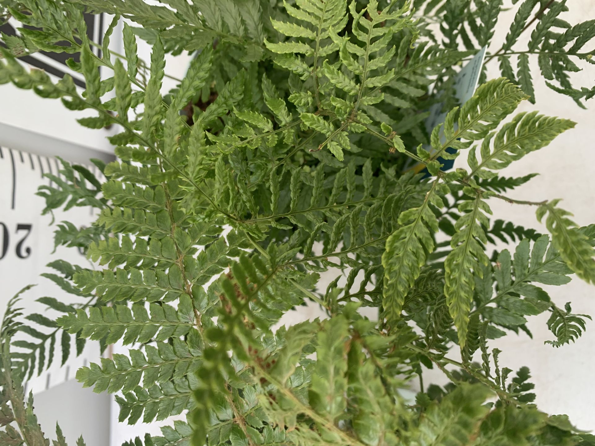 TWO FERNS 'DRYOPTERIS ERYTHROSORA' AND 'POLYSTICHUM POLYBLEPHARUM JADE' IN 2 LTR POTS APPROX 40CM IN - Image 5 of 8