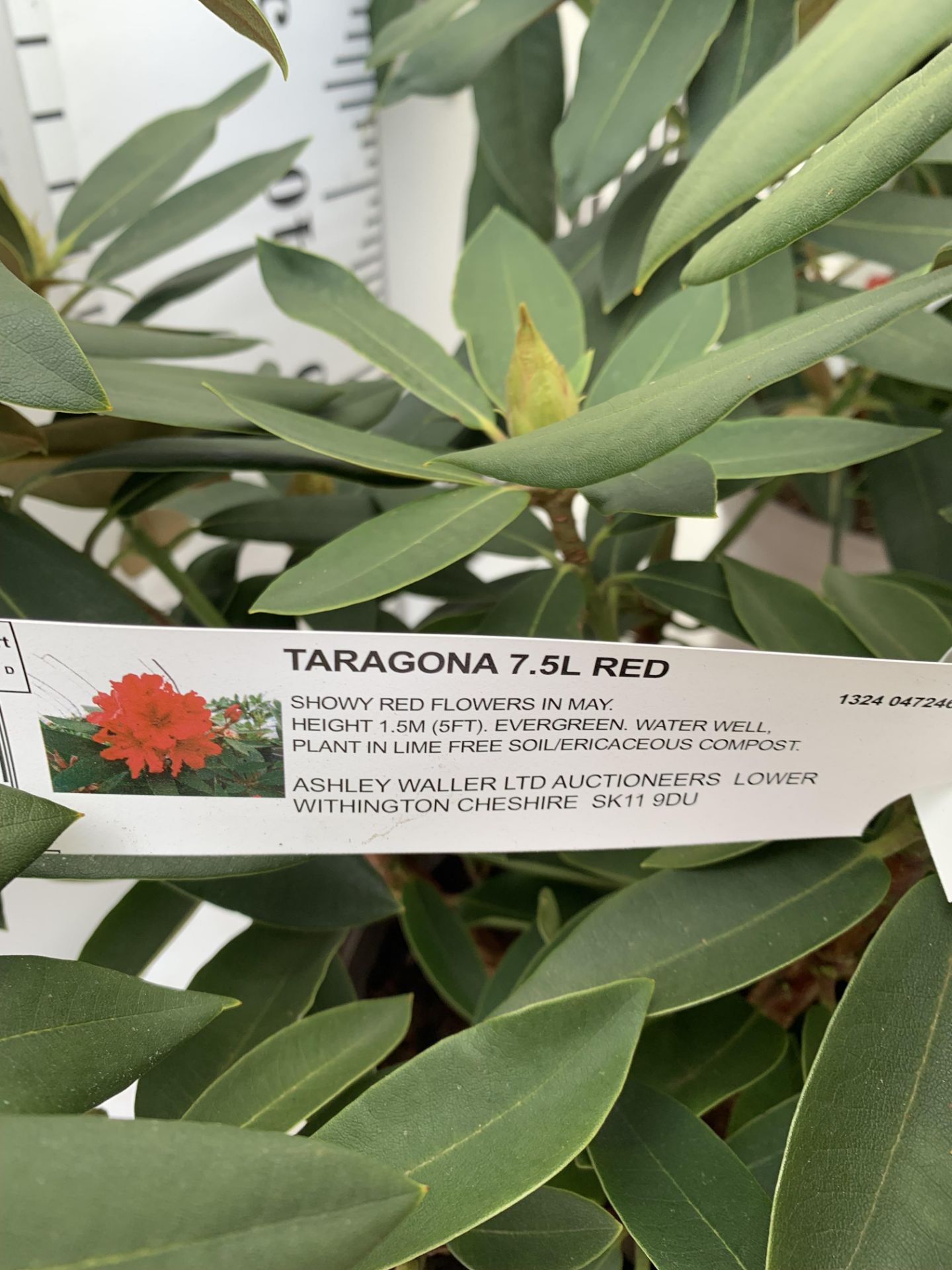 TWO RHODODENDRONS TARAGONA RED IN 7.5 LTR POTS APPROX 70CM IN HEIGHT PLUS VAT TO BE SOLD FOR THE TWO - Image 7 of 8