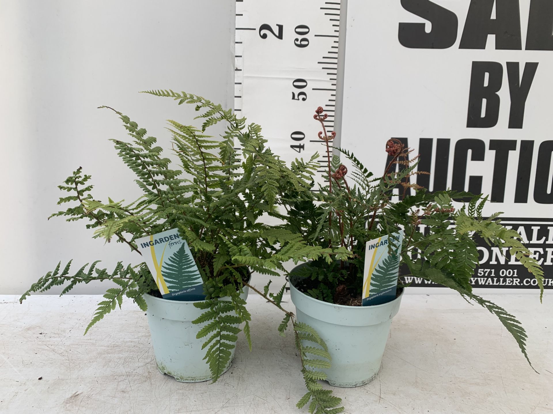 TWO FERNS 'DRYOPTERIS ERYTHROSORA' AND 'DRYOPTERIS AFFINIS' IN 2 LTR POTS APPROX 40CM IN HEIGHT PLUS