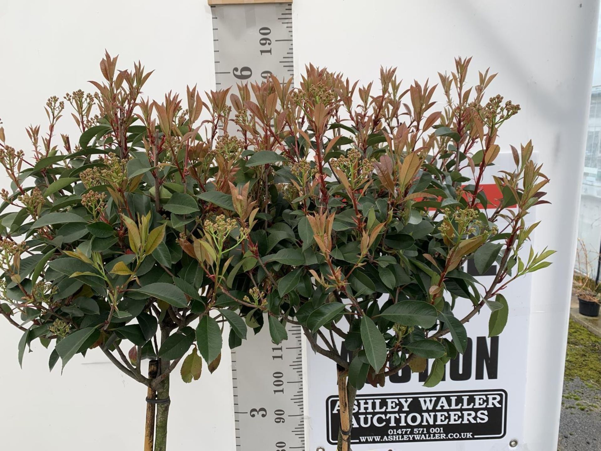 TWO PHOTINIA FRASERI 'RED ROBIN' STANDARD TREES APPROX 180CM IN HEIGHT IN 15 LTR POTS PLUS VAT TO BE - Bild 4 aus 10