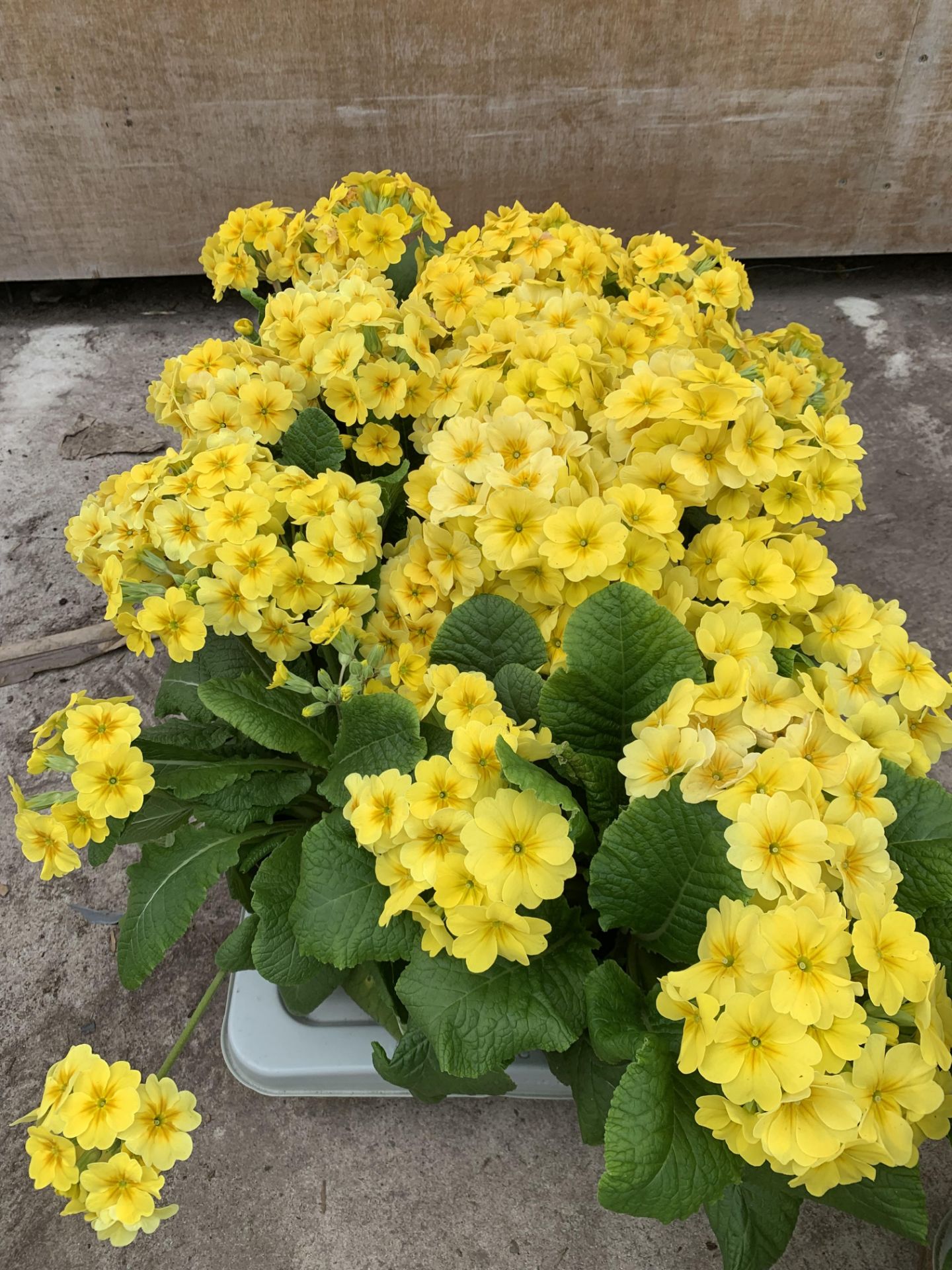 SIX GOLDEN NUGGET SCENTED YELLOW POLYANTHUS PLUS VAT TO BE SOLD FOR THE SIX