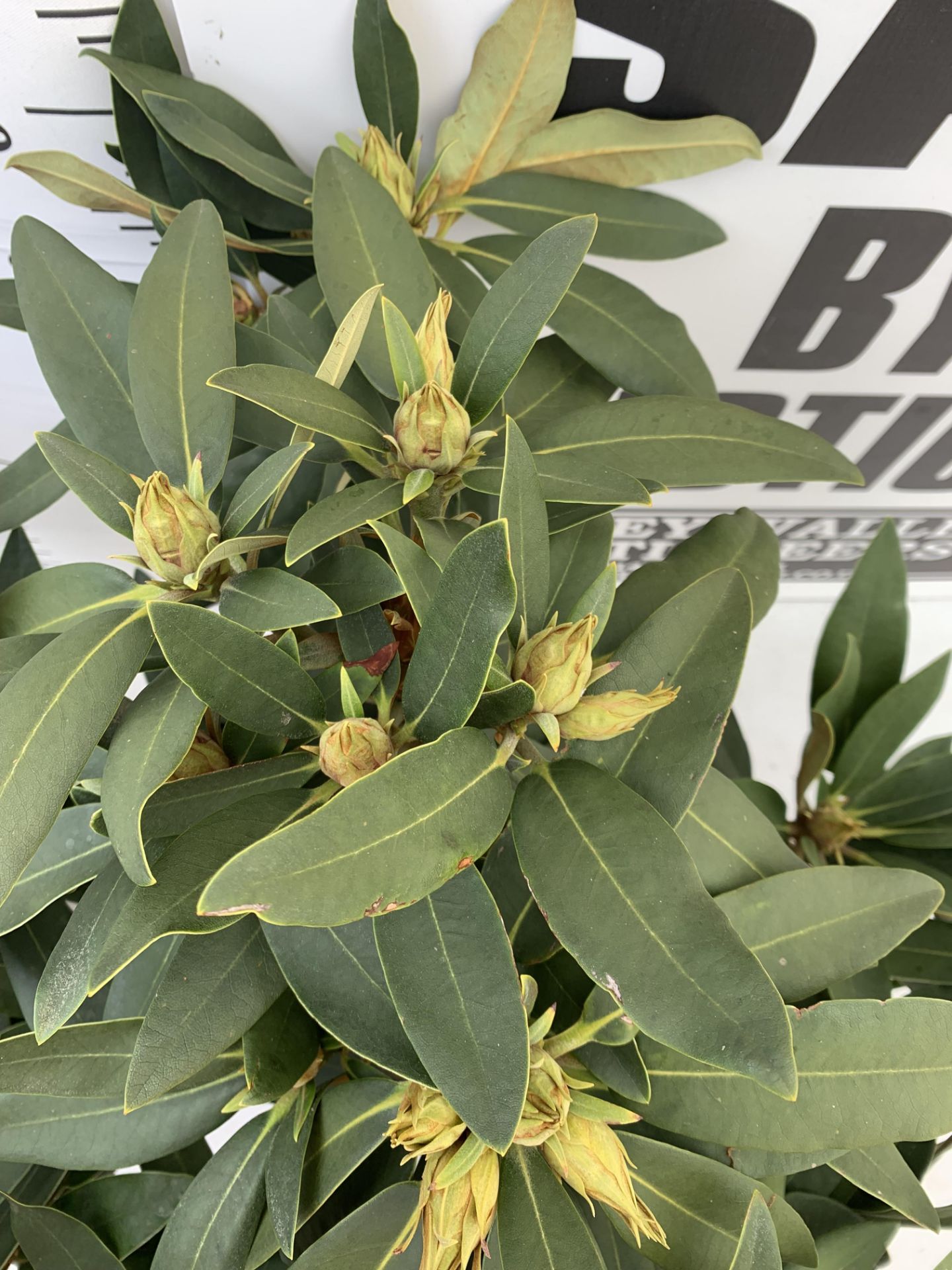 TWO RHODODENDRONS TARAGONA RED IN 7.5 LTR POTS APPROX 70CM IN HEIGHT PLUS VAT TO BE SOLD FOR THE TWO - Image 5 of 8