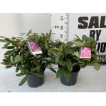 TWO RHODODENDRON MARCEL MENARD AND GERMANIA IN 5 LTR POTS 60CM TALL PLUS VAT TO BE SOLD FOR THE TWO