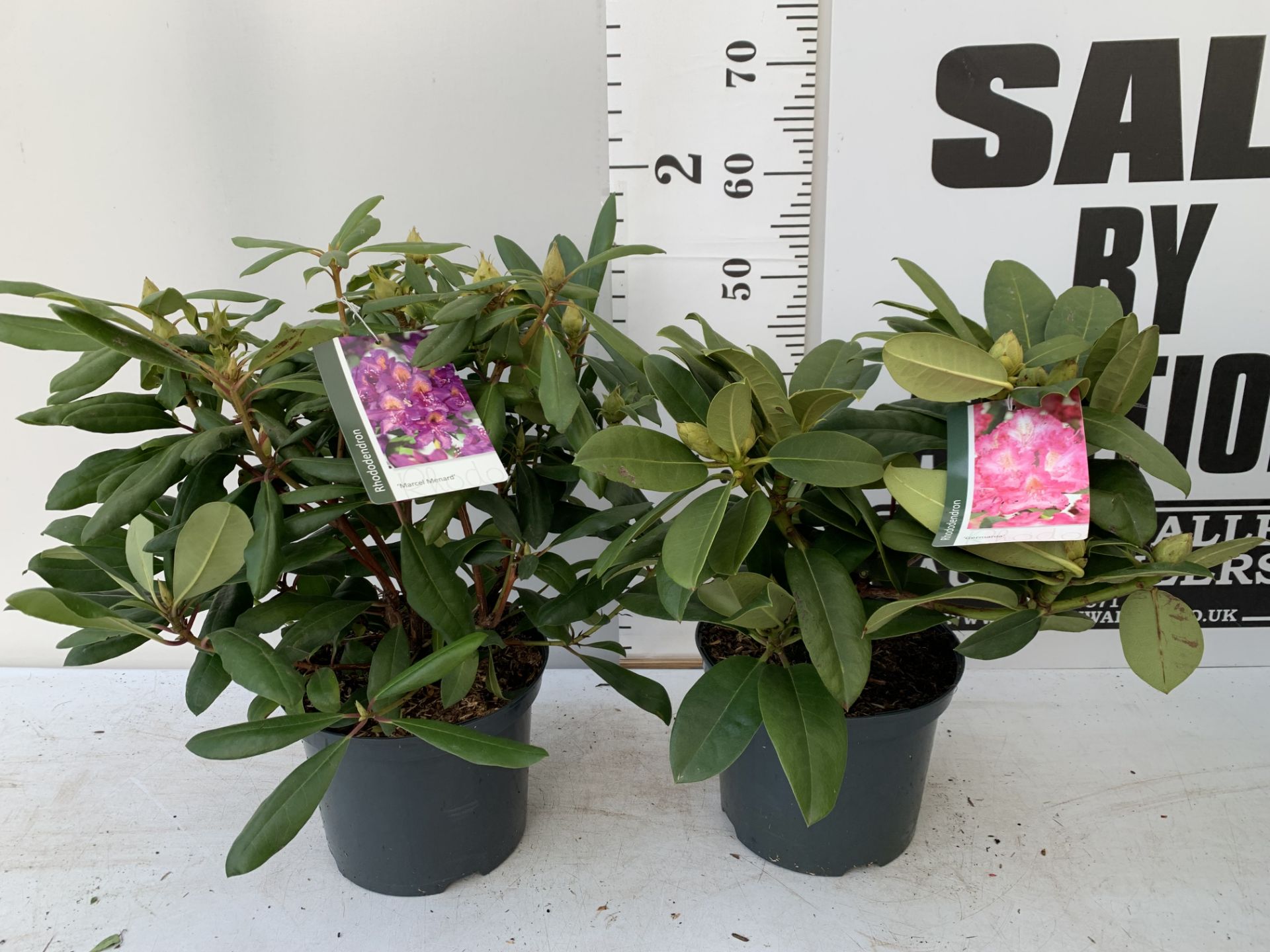 TWO RHODODENDRON MARCEL MENARD AND GERMANIA IN 5 LTR POTS 60CM TALL PLUS VAT TO BE SOLD FOR THE TWO