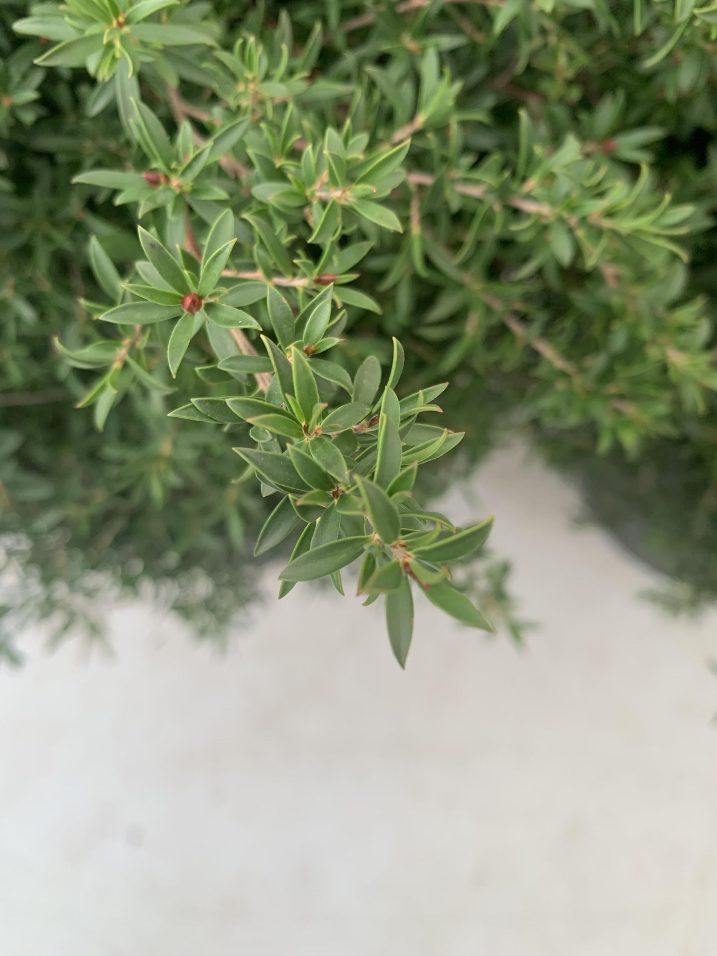 TWO LEPTOSPERMUM 'SUNSHINE' PINK SHRUBS APPROX 60CM IN HEIGHT IN FIVE LTR POTS PLUS VAT TO BE SOLD - Image 5 of 8