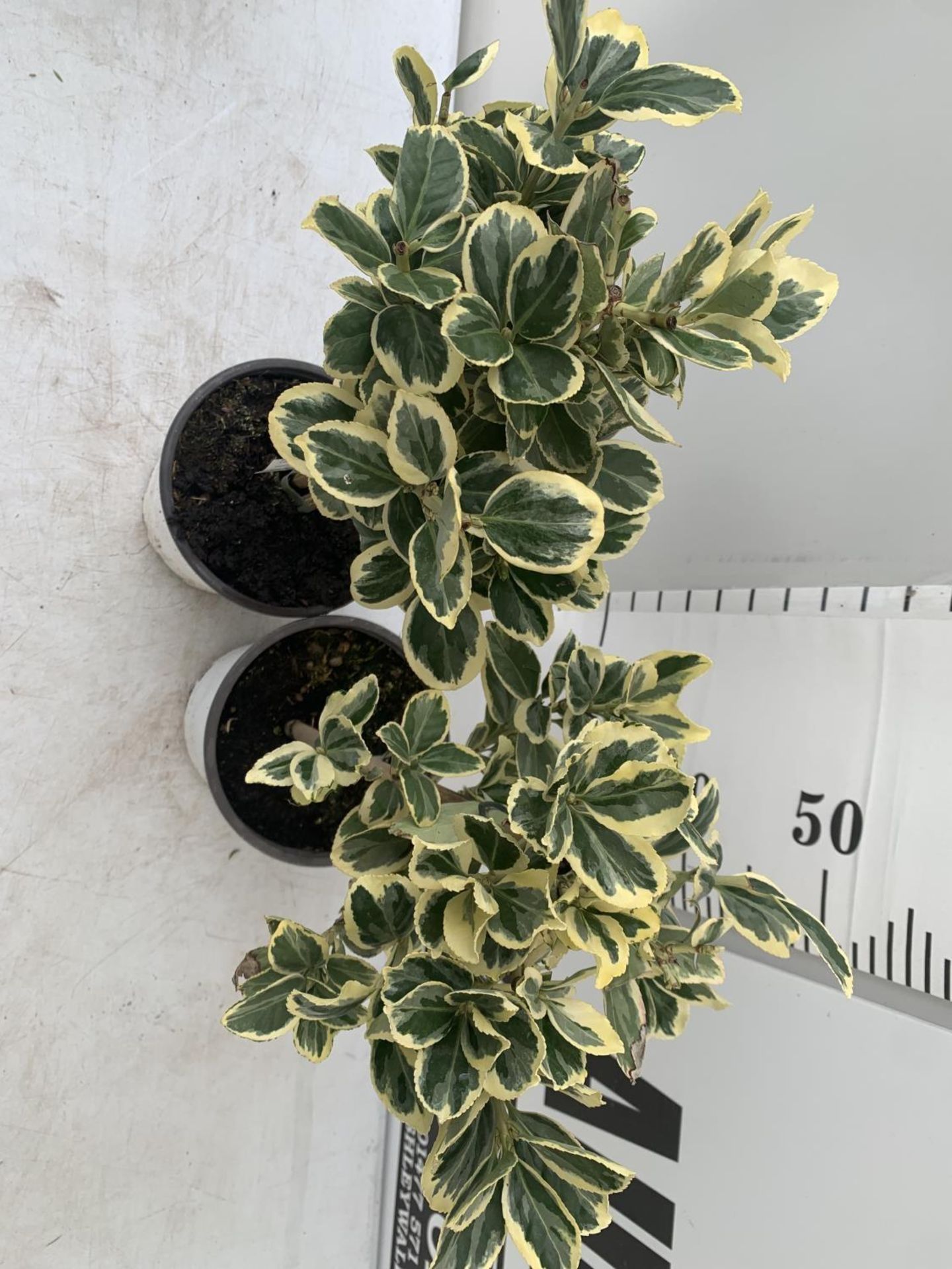 TWO MINIATURE EUONYMUS JAPONICUS STANDARD TREES APPROX 60CM IN HEIGHT PLUS VAT TO BE SOLD FOR THE - Image 4 of 6