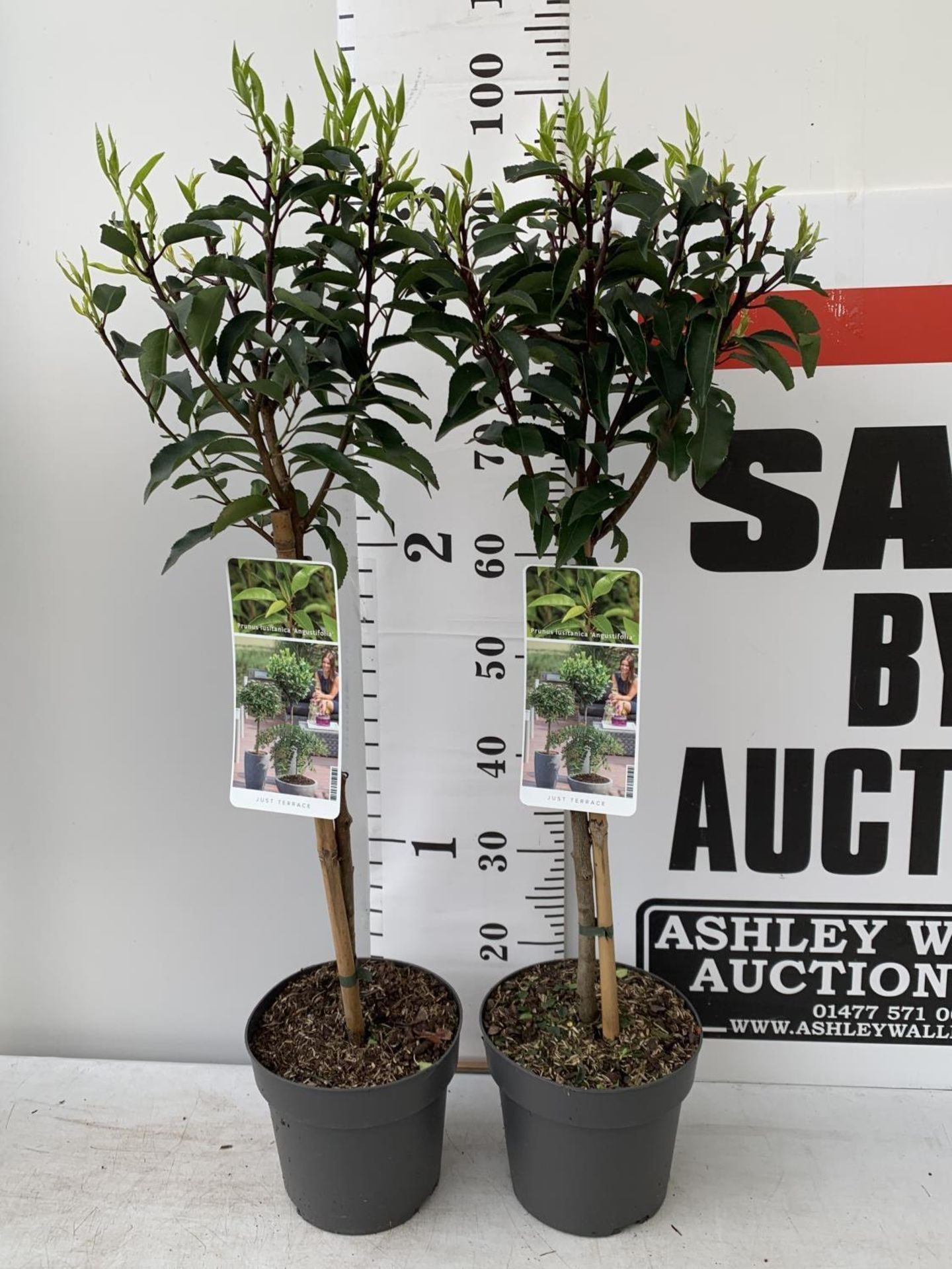 TWO STANDARD PRUNUS LUSITANICA ANGUSTIFOLIA IN 3 LTR POTS HEIGHT 90CM PLUS VAT TO BE SOLD FOR THE - Image 2 of 10