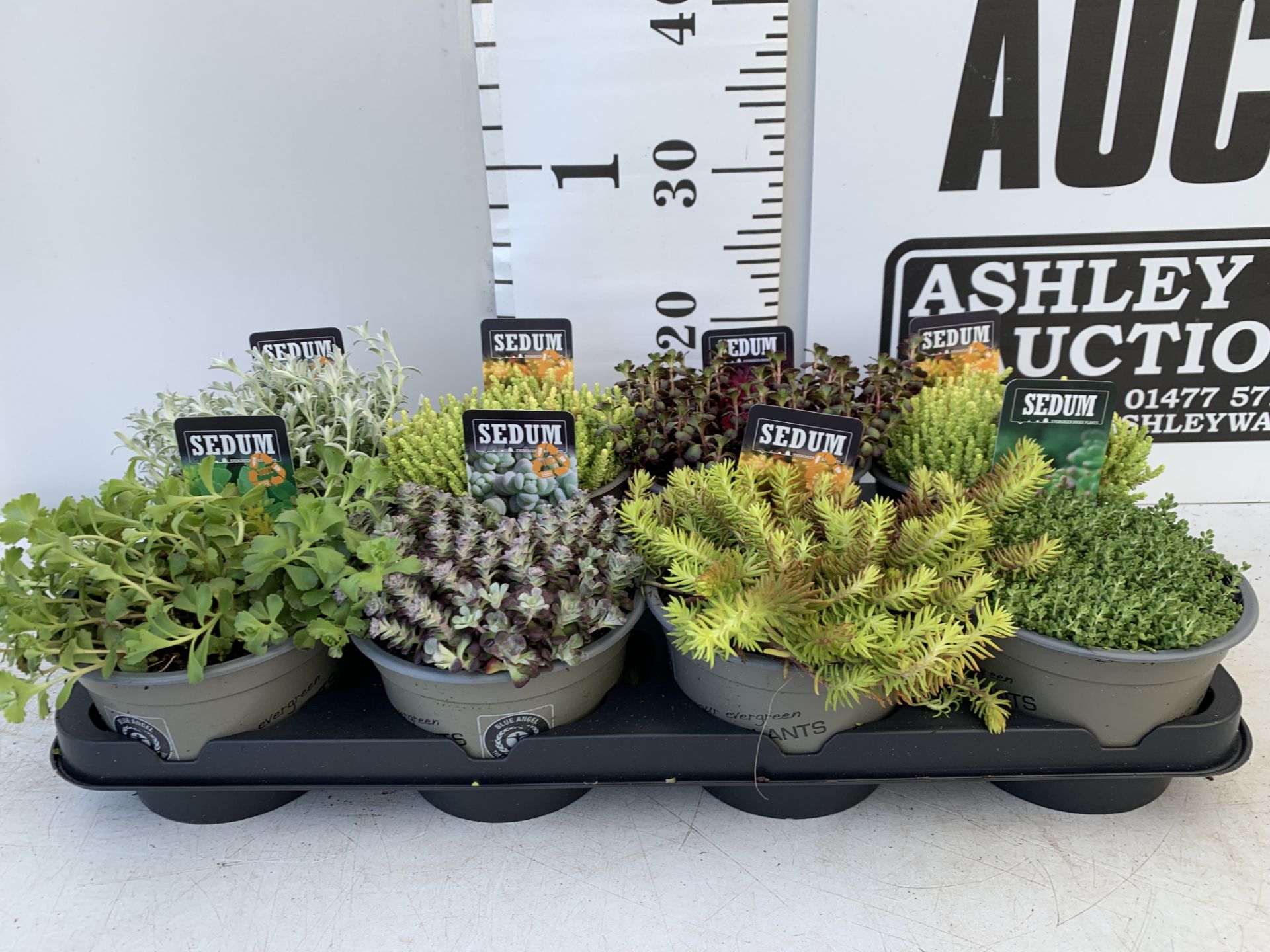 EIGHT VARIOUS EVERGREEN SEDUM IN P14 POTS PLUS VAT TO BE SOLD FOR THE EIGHT